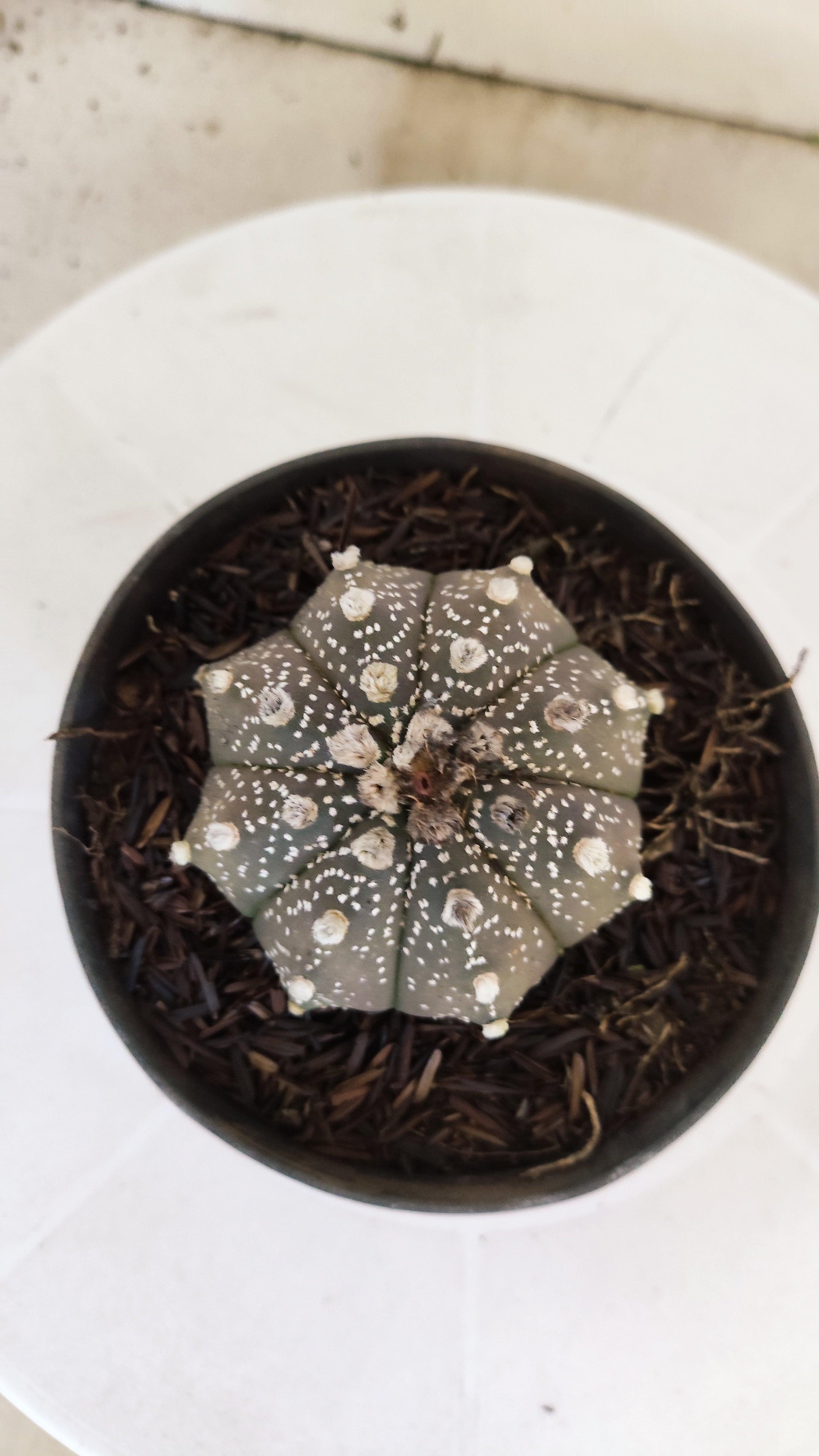 ASTROPHYTUM ASTERIAS "SUPER KABUTO - Purple"   Nº 1087 – vaso 11