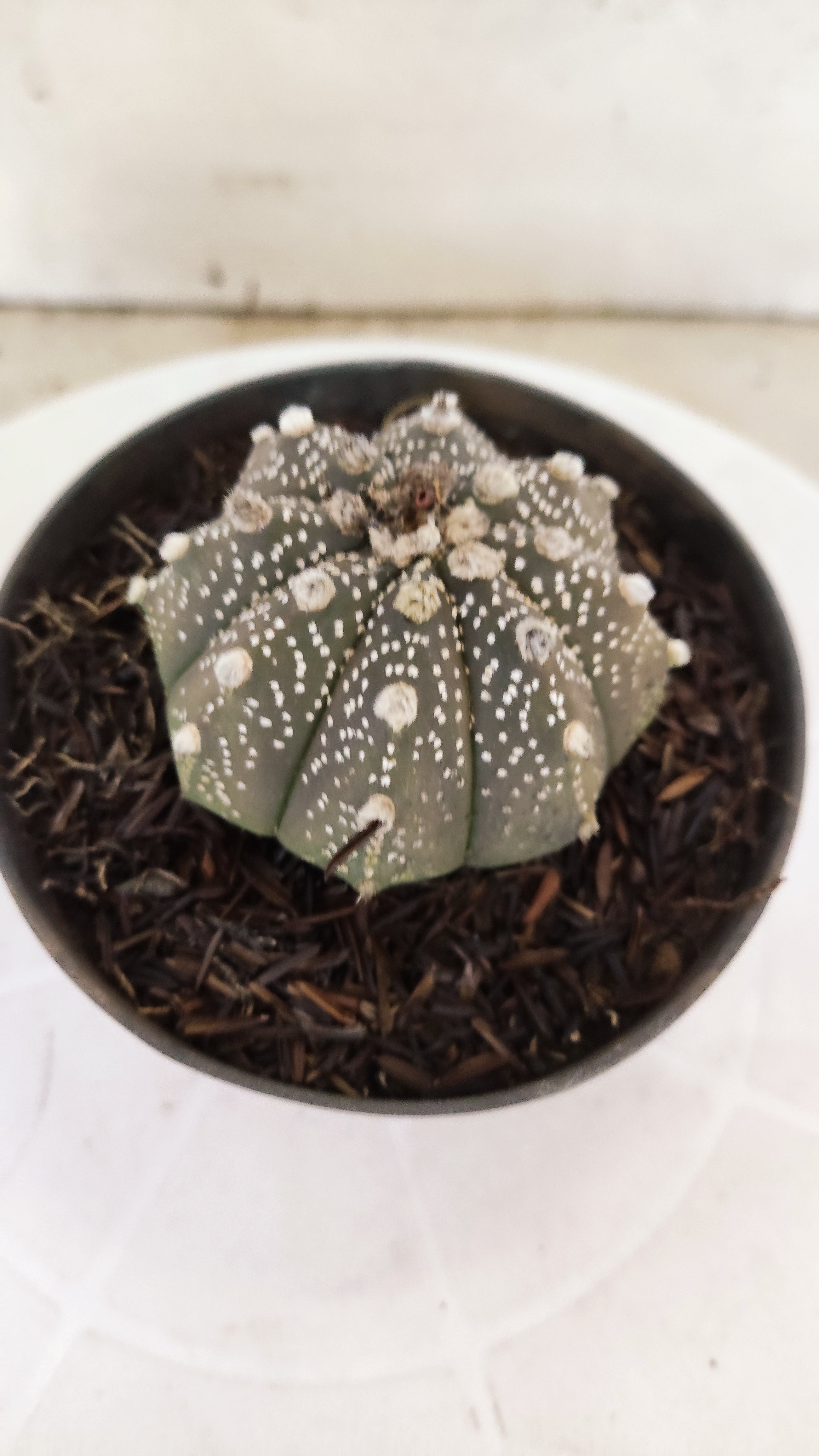 ASTROPHYTUM ASTERIAS "SUPER KABUTO - Purple"   Nº 1087 – vaso 11