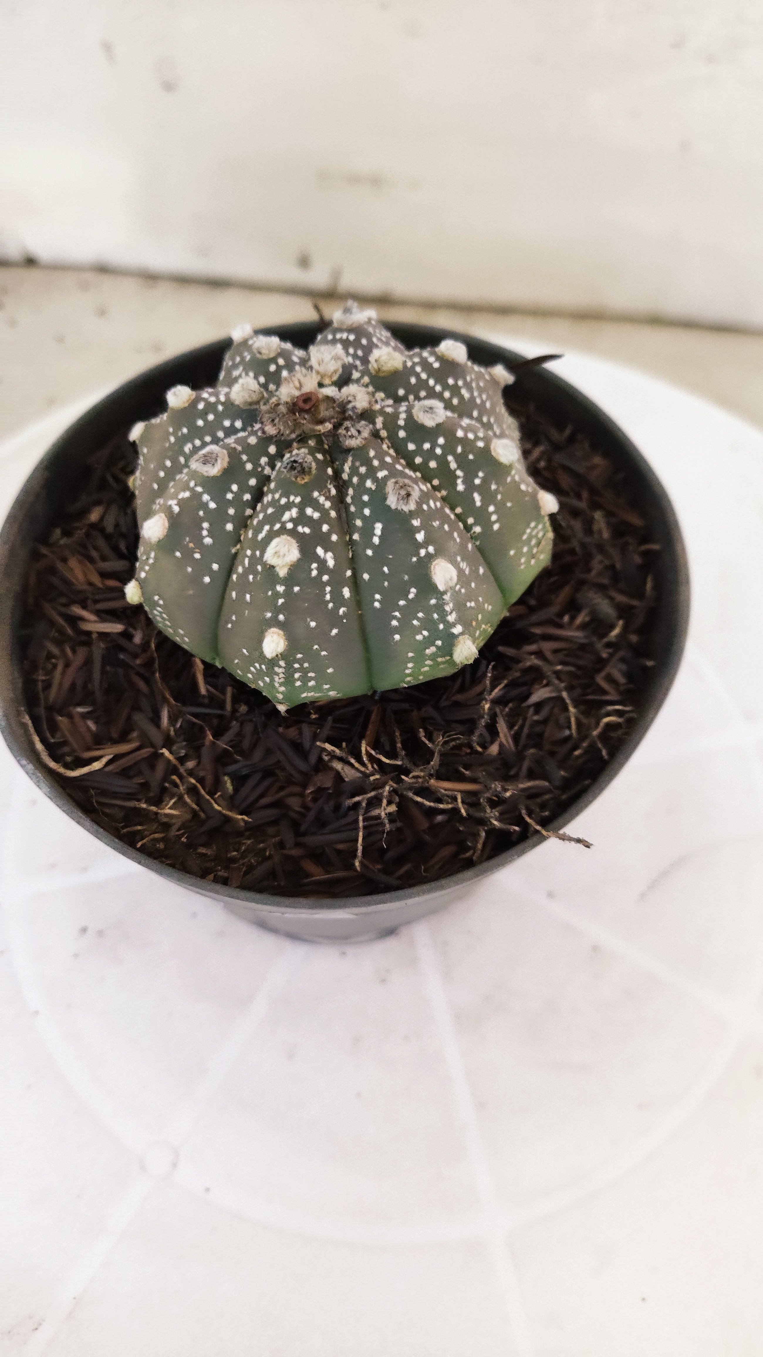 ASTROPHYTUM ASTERIAS "SUPER KABUTO - Purple"   Nº 1087 – vaso 11