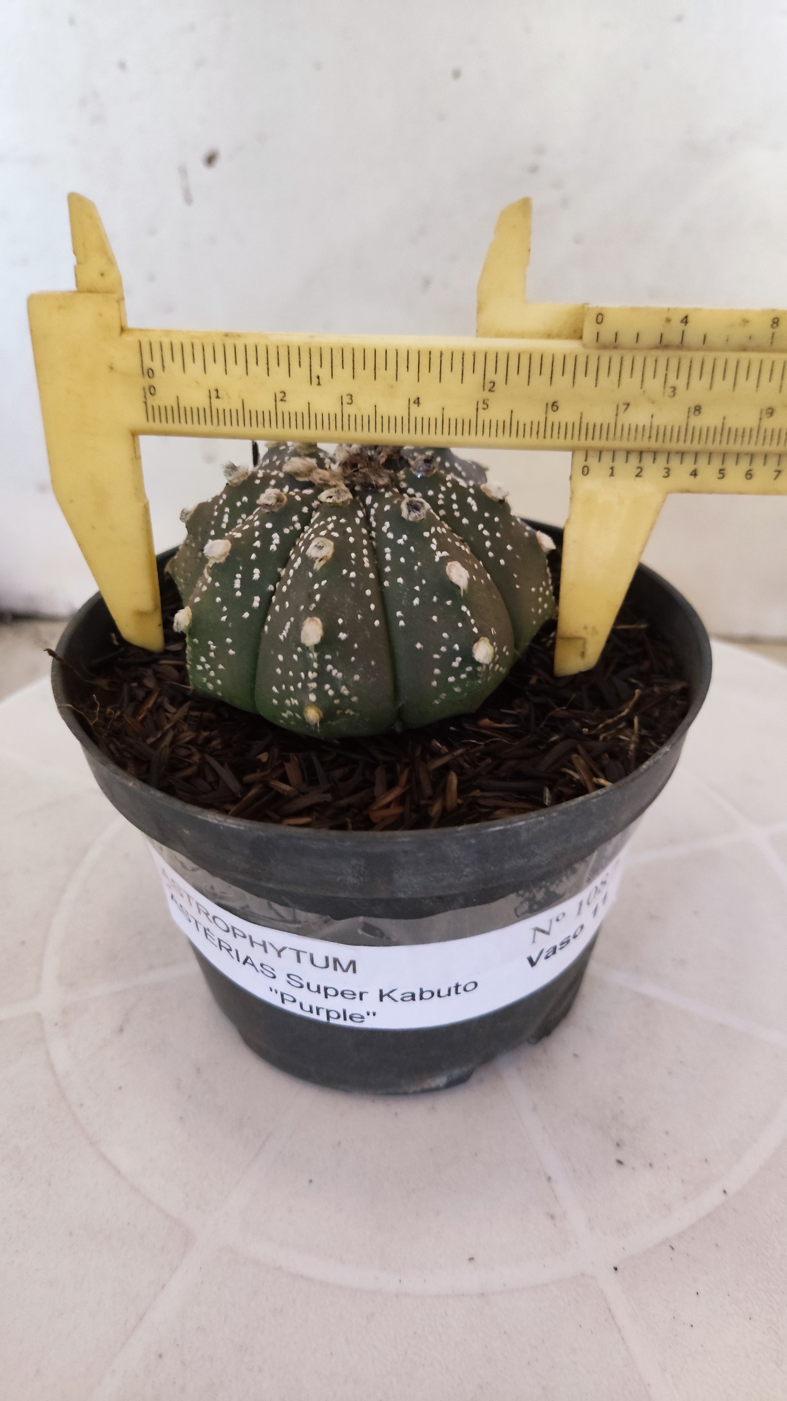 ASTROPHYTUM ASTERIAS "SUPER KABUTO - Purple"   Nº 1087 – vaso 11