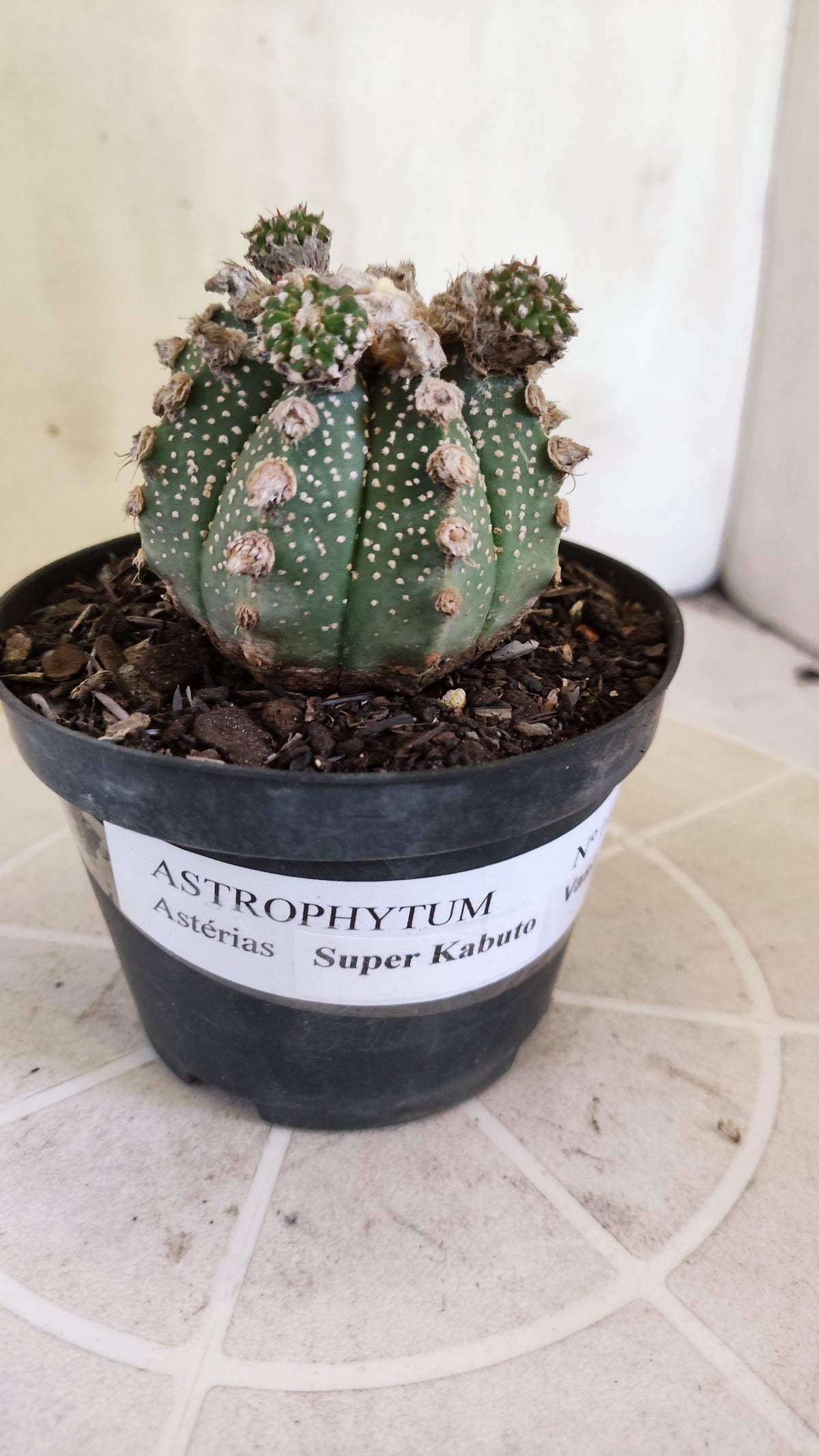 ASTROPHYTUM ASTERIAS SUPER KABUTO "Prolifero" Nº 1408 – vaso 11