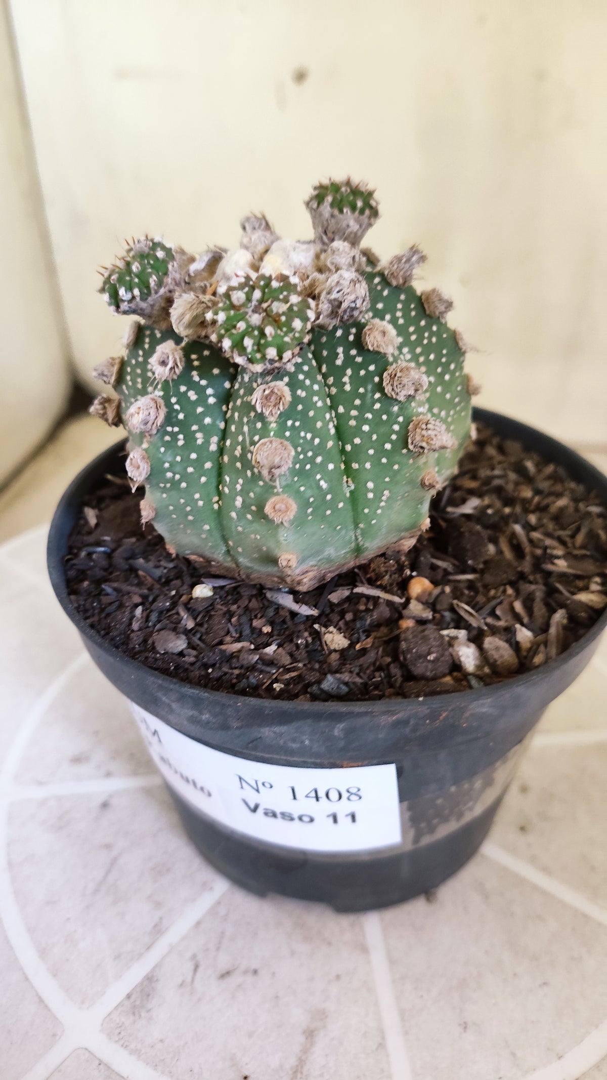 ASTROPHYTUM ASTERIAS SUPER KABUTO "Prolifero" Nº 1408 – vaso 11