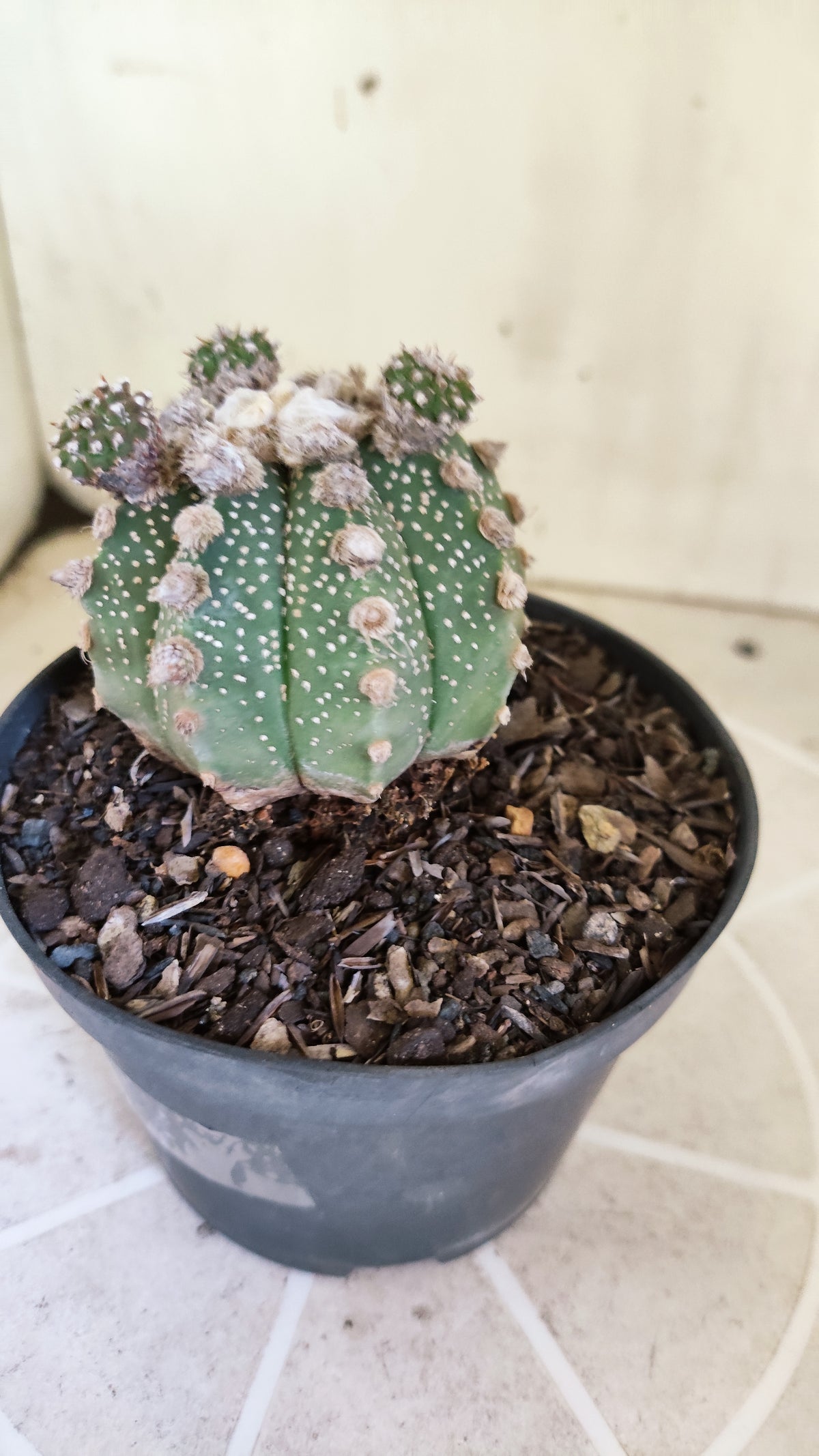 ASTROPHYTUM ASTERIAS SUPER KABUTO "Prolifero" Nº 1408 – vaso 11