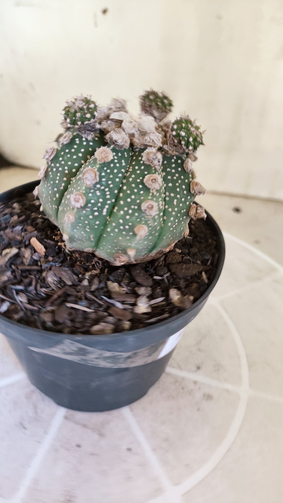 ASTROPHYTUM ASTERIAS SUPER KABUTO "Prolifero" Nº 1408 – vaso 11