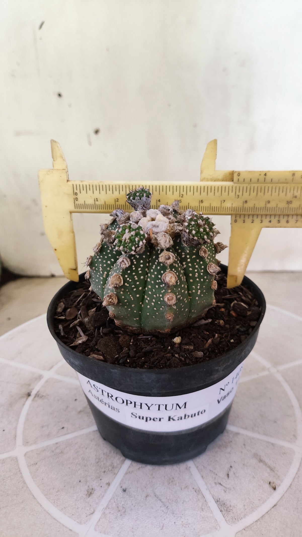ASTROPHYTUM ASTERIAS SUPER KABUTO "Prolifero" Nº 1408 – vaso 11