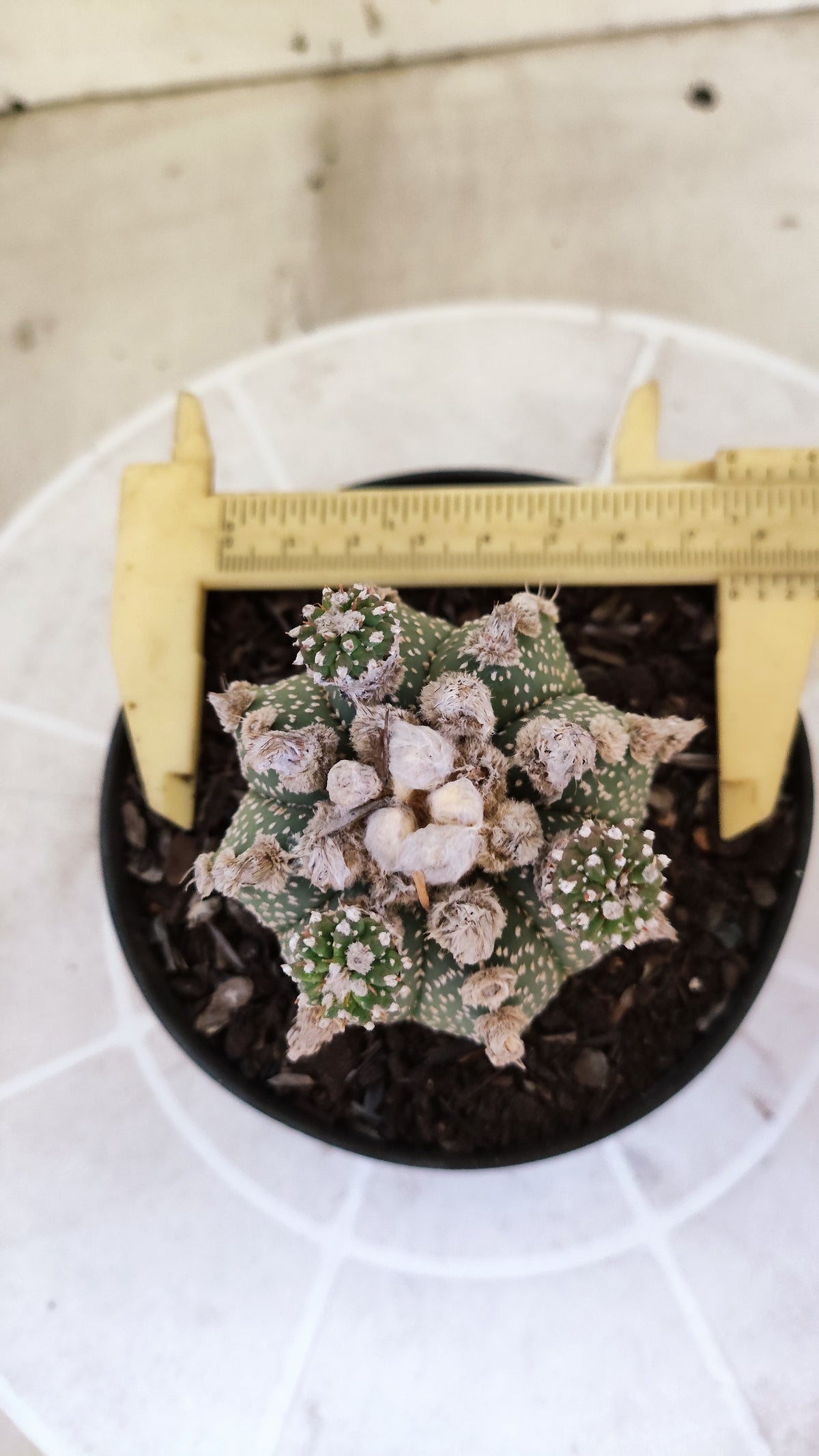 ASTROPHYTUM ASTERIAS SUPER KABUTO "Prolifero" Nº 1408 – vaso 11