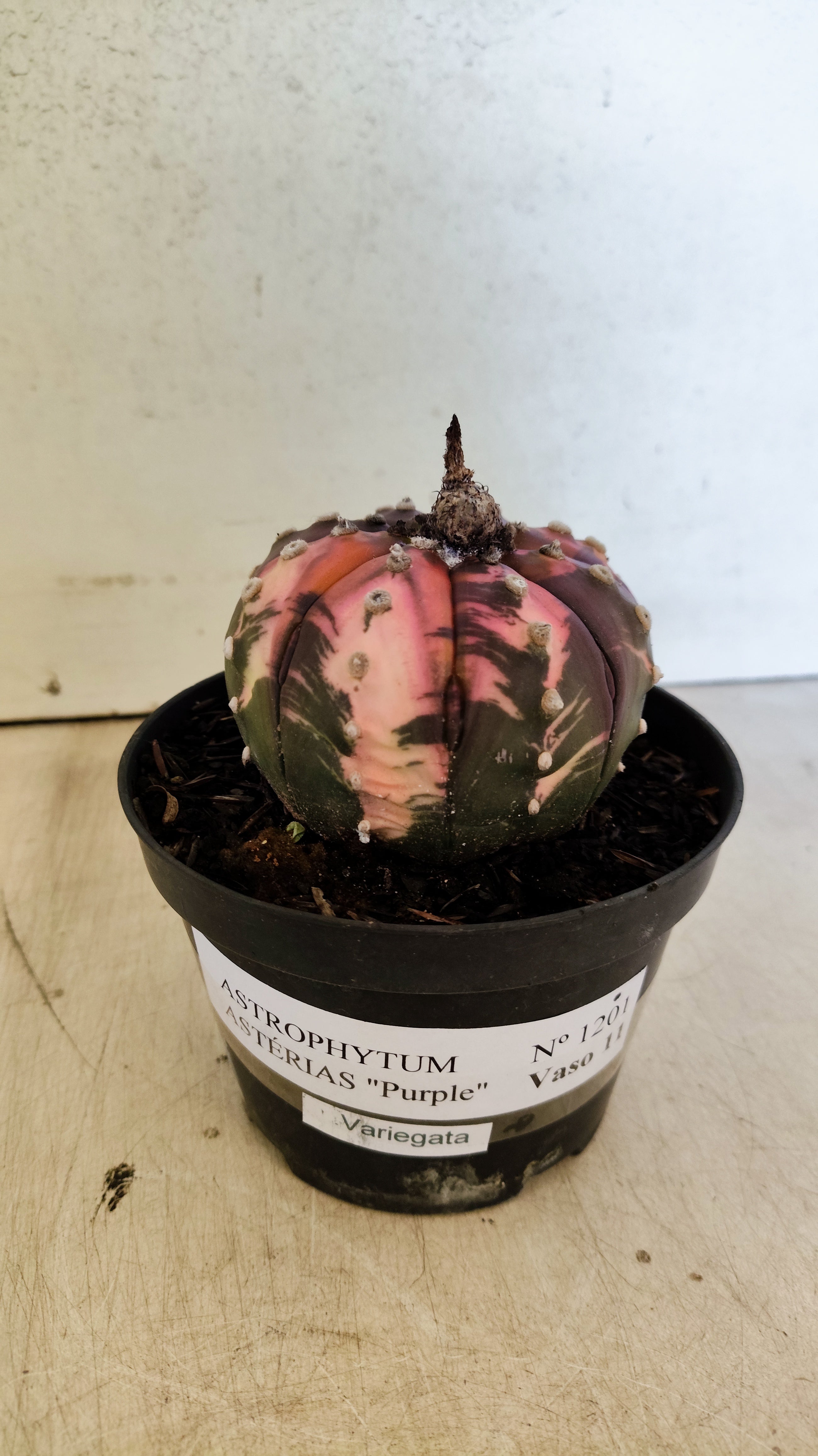 ASTROPHYTUM ASTERIAS “Purple - VARIEGATA”  Nº 1201 – vaso 11