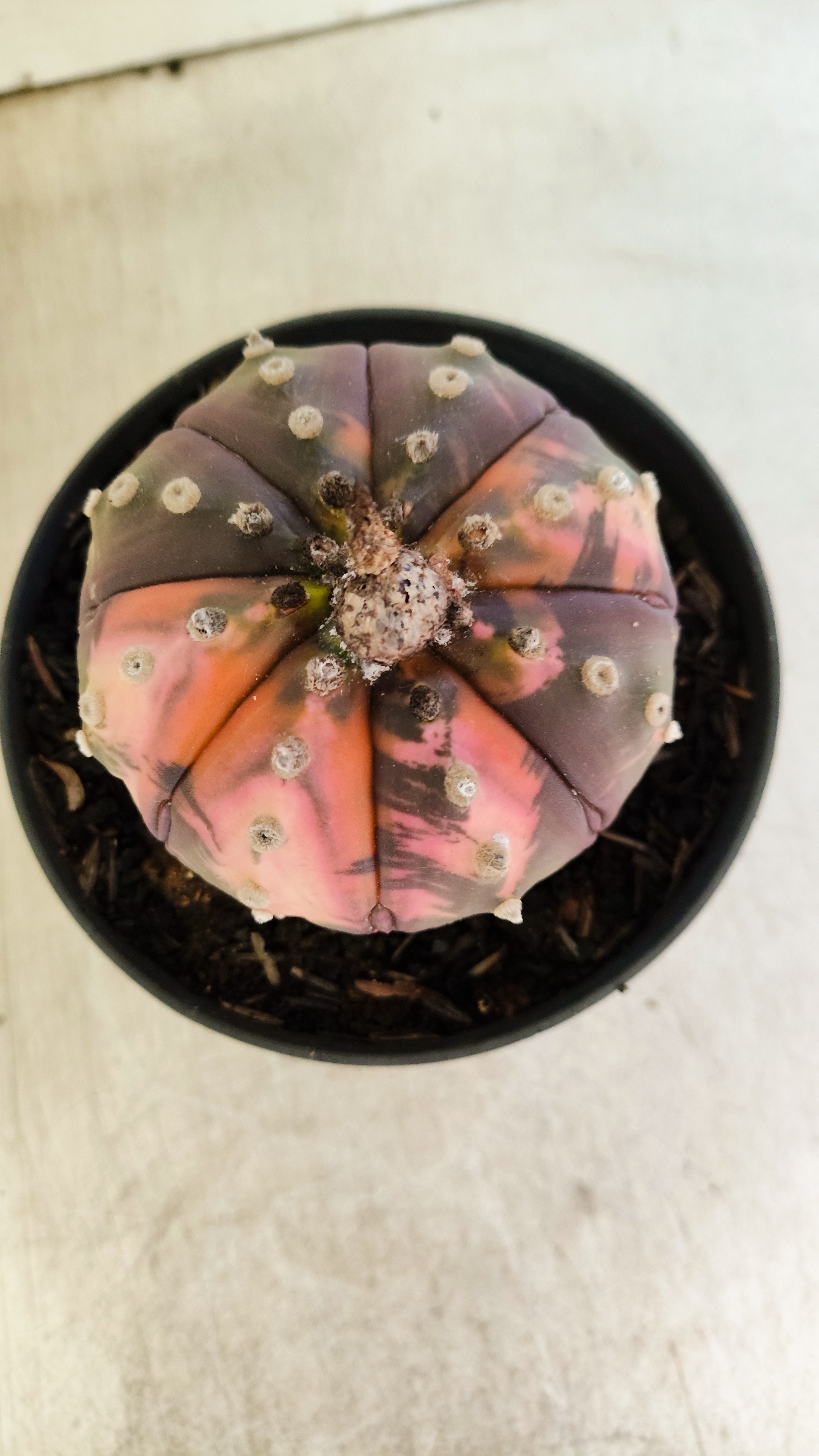 ASTROPHYTUM ASTERIAS “Purple - VARIEGATA”  Nº 1201 – vaso 11