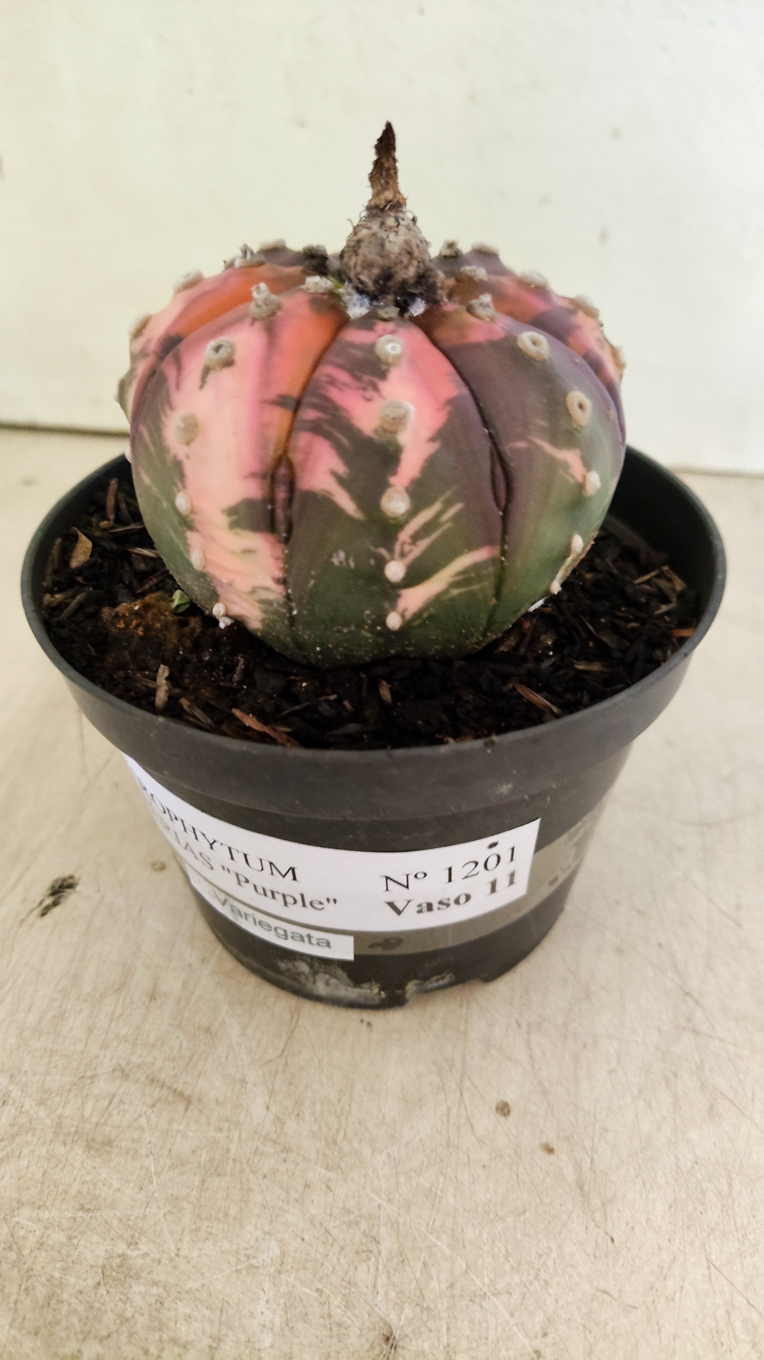ASTROPHYTUM ASTERIAS “Purple - VARIEGATA”  Nº 1201 – vaso 11