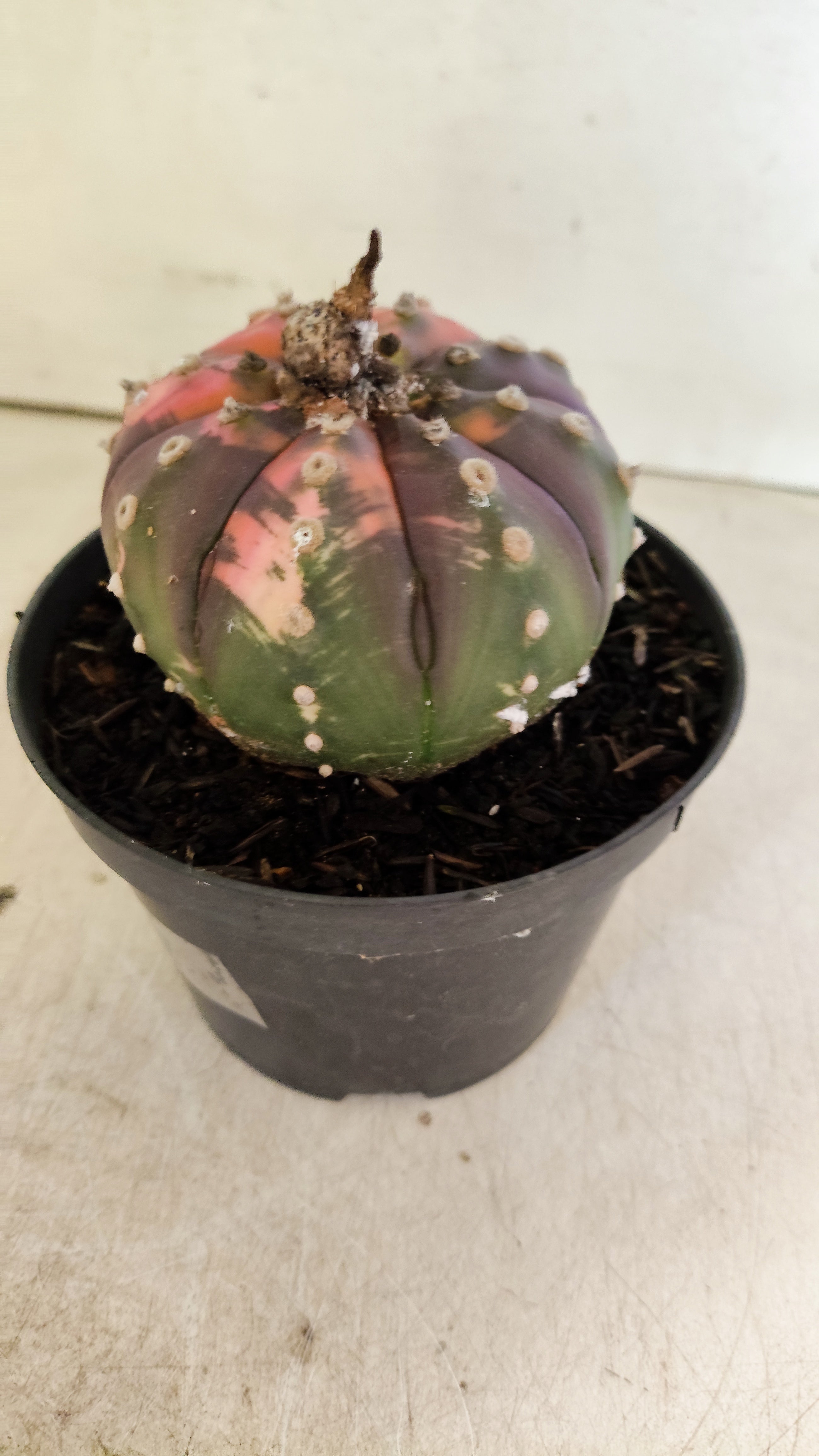 ASTROPHYTUM ASTERIAS “Purple - VARIEGATA”  Nº 1201 – vaso 11