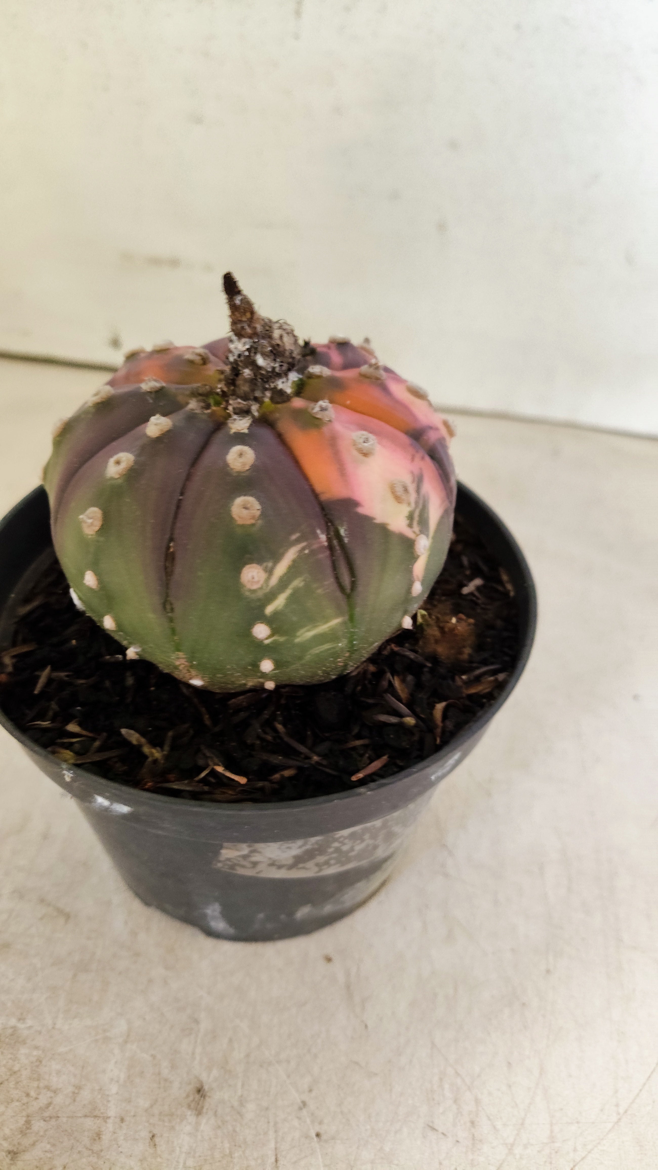 ASTROPHYTUM ASTERIAS “Purple - VARIEGATA”  Nº 1201 – vaso 11