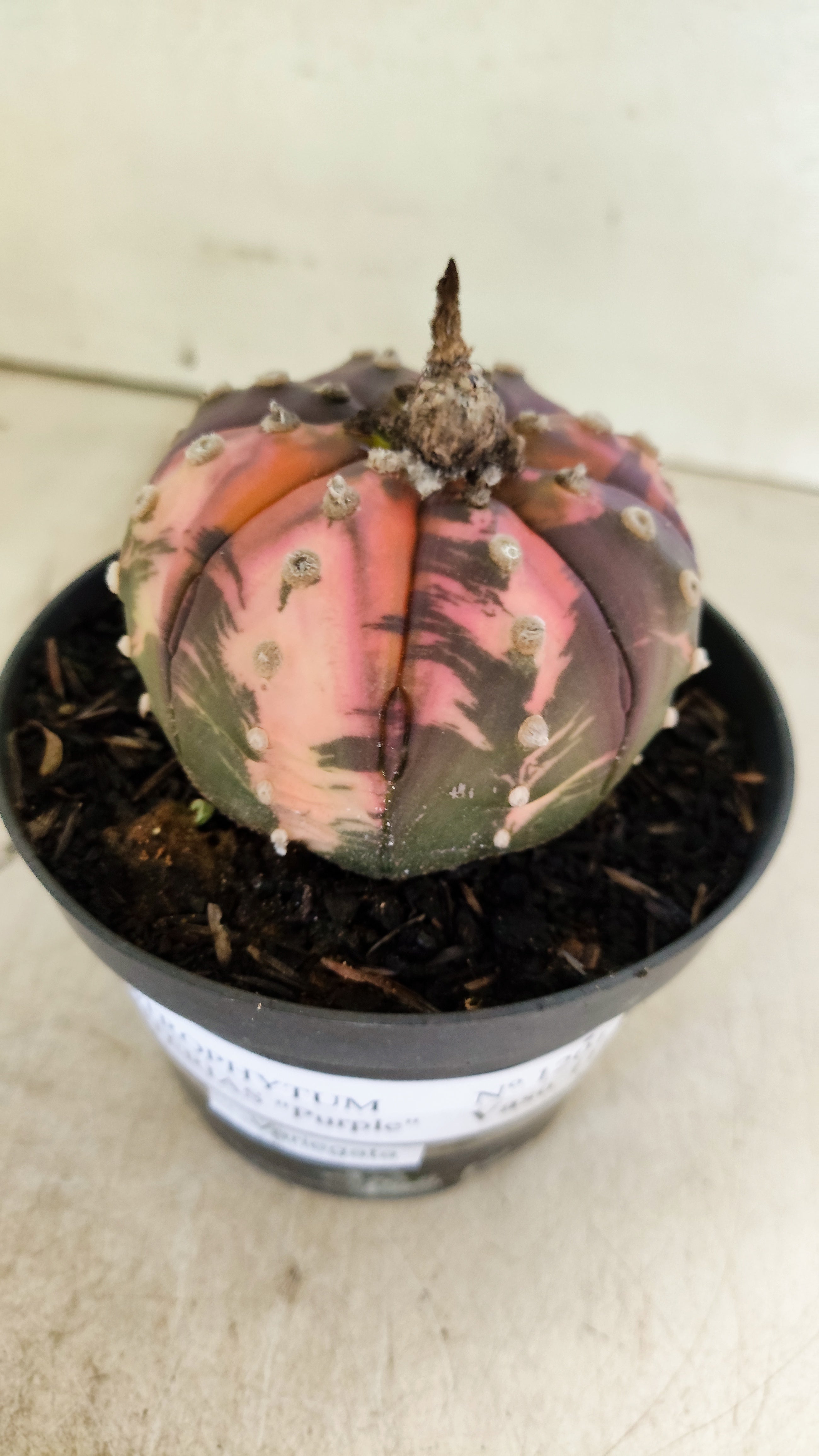 ASTROPHYTUM ASTERIAS “Purple - VARIEGATA”  Nº 1201 – vaso 11