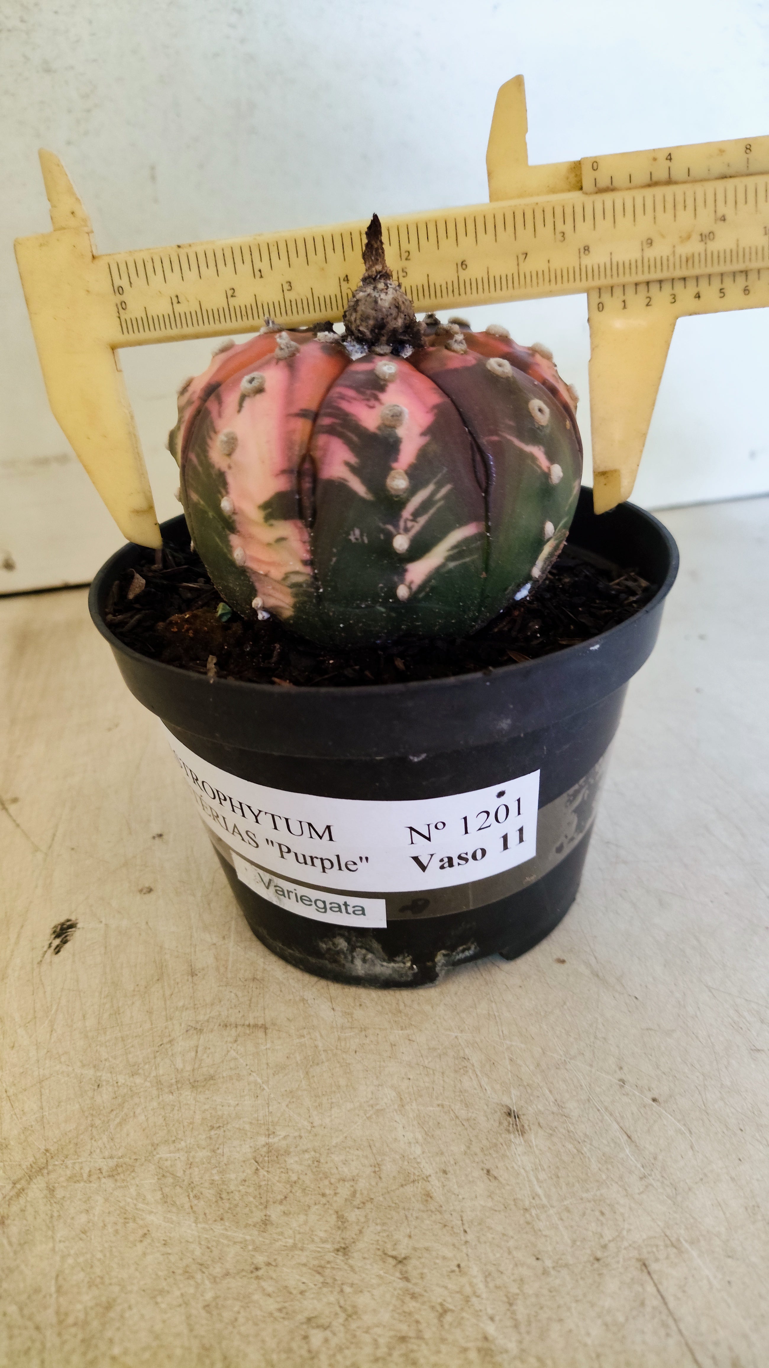 ASTROPHYTUM ASTERIAS “Purple - VARIEGATA”  Nº 1201 – vaso 11