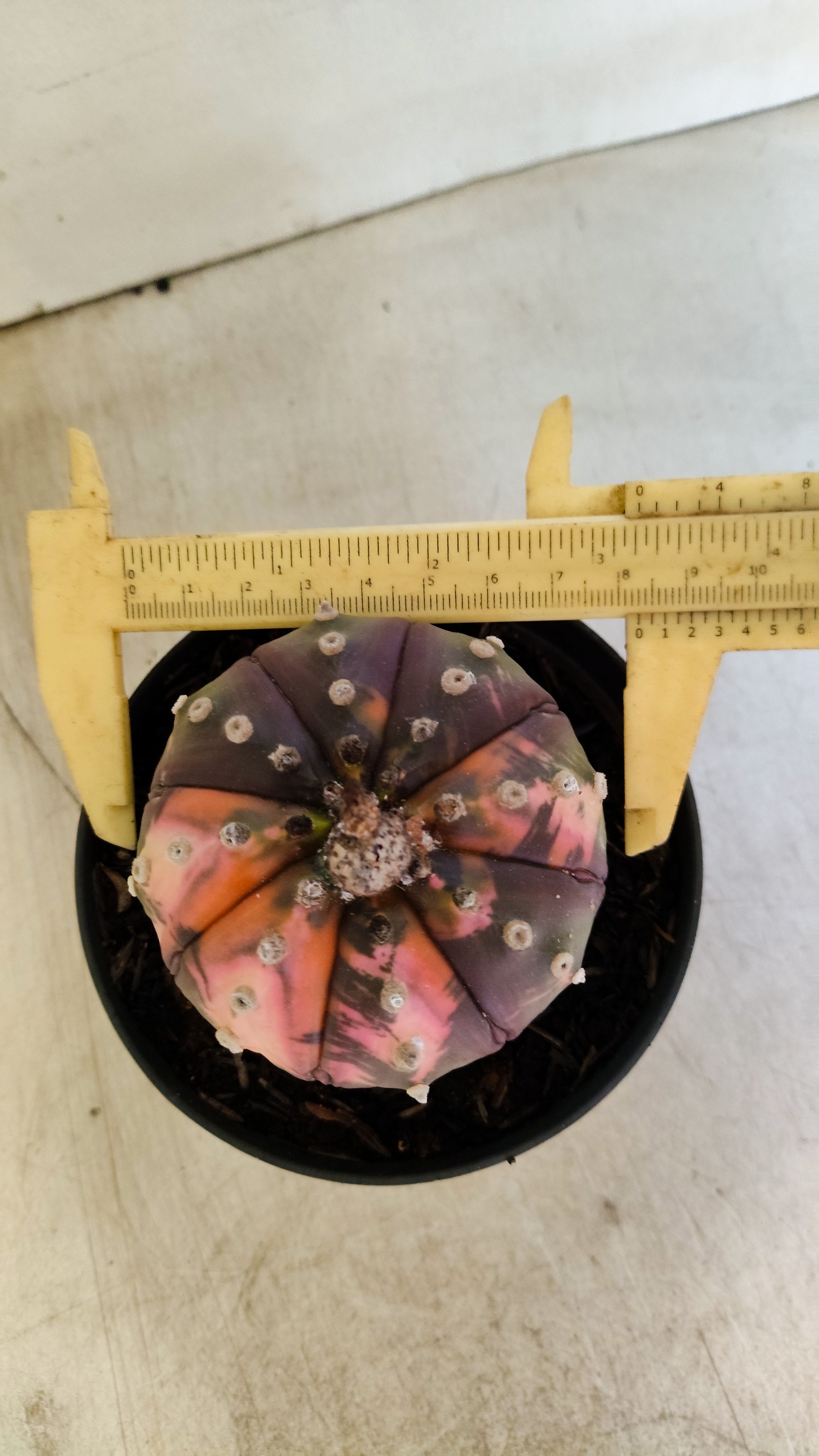 ASTROPHYTUM ASTERIAS “Purple - VARIEGATA”  Nº 1201 – vaso 11
