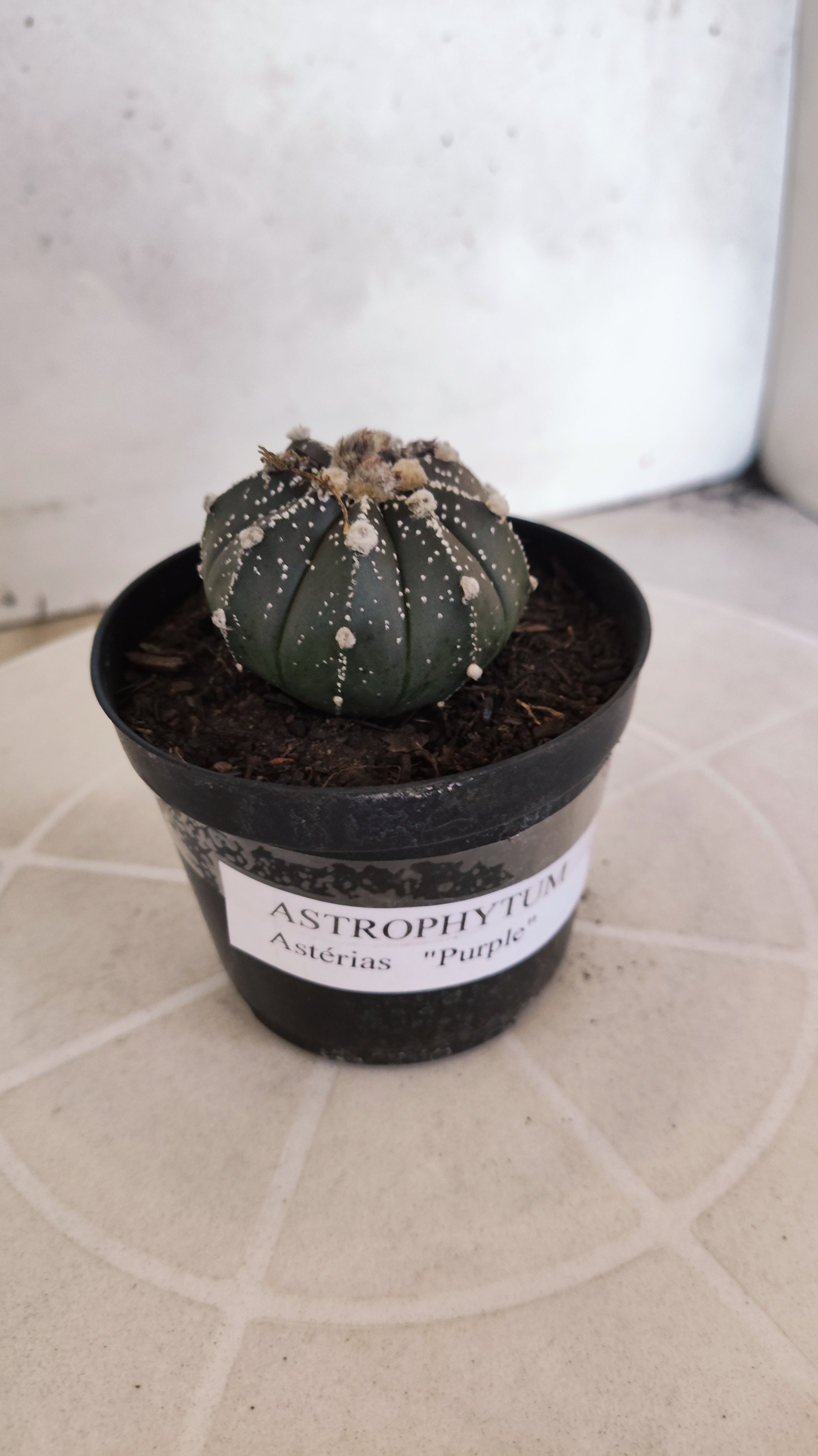 ASTROPHYTUM ASTERIAS “Purple”  Nº 1263 – vaso 09