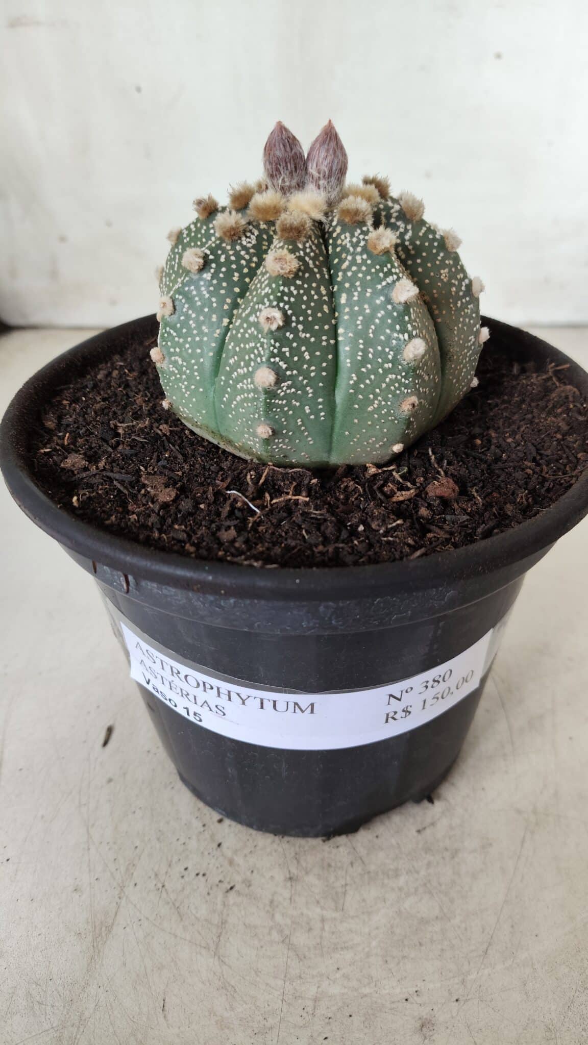 ASTROPHYTUM ASTERIAS Nº 380 – vaso 15