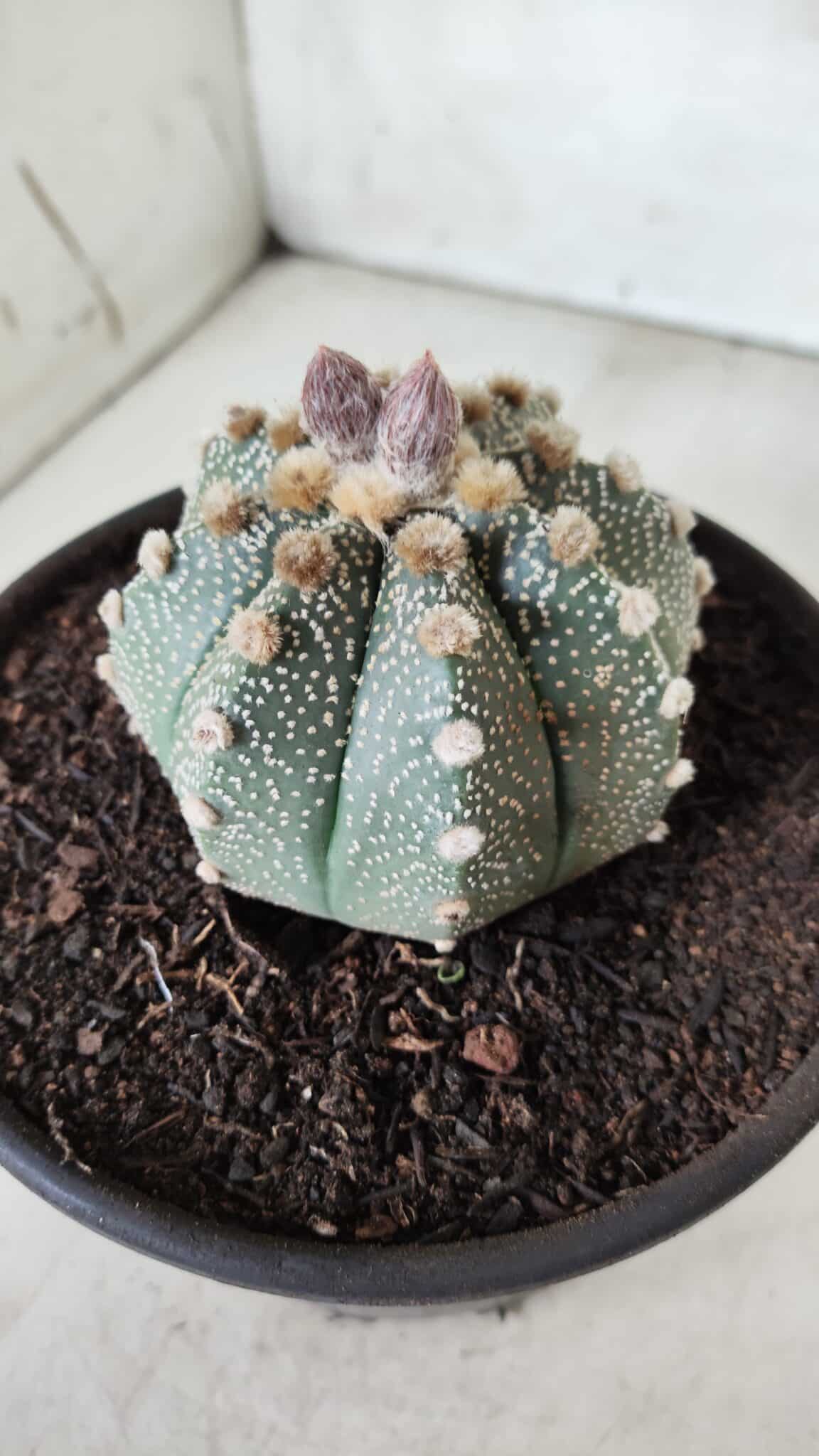 ASTROPHYTUM ASTERIAS Nº 380 – vaso 15