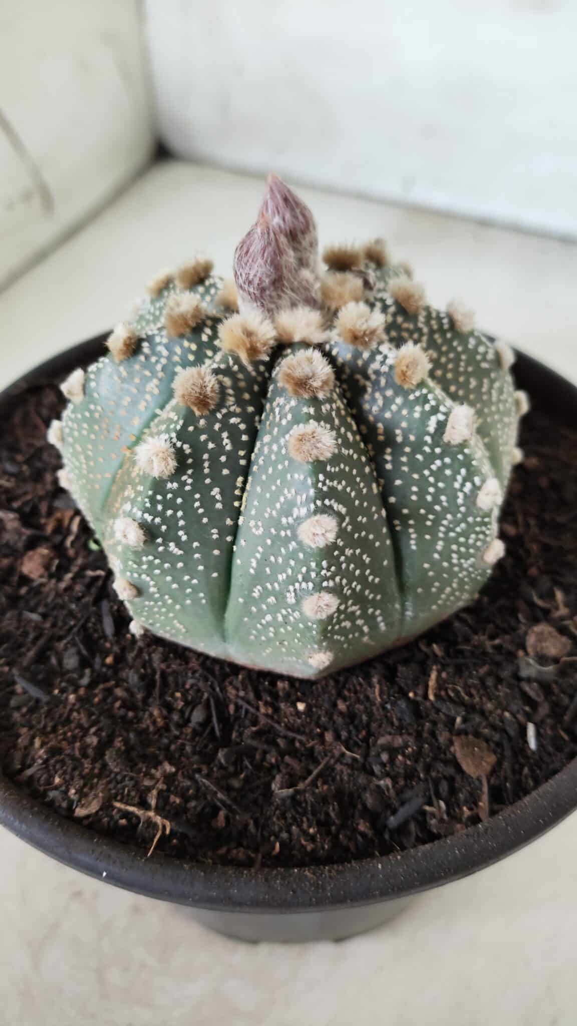 ASTROPHYTUM ASTERIAS Nº 380 – vaso 15