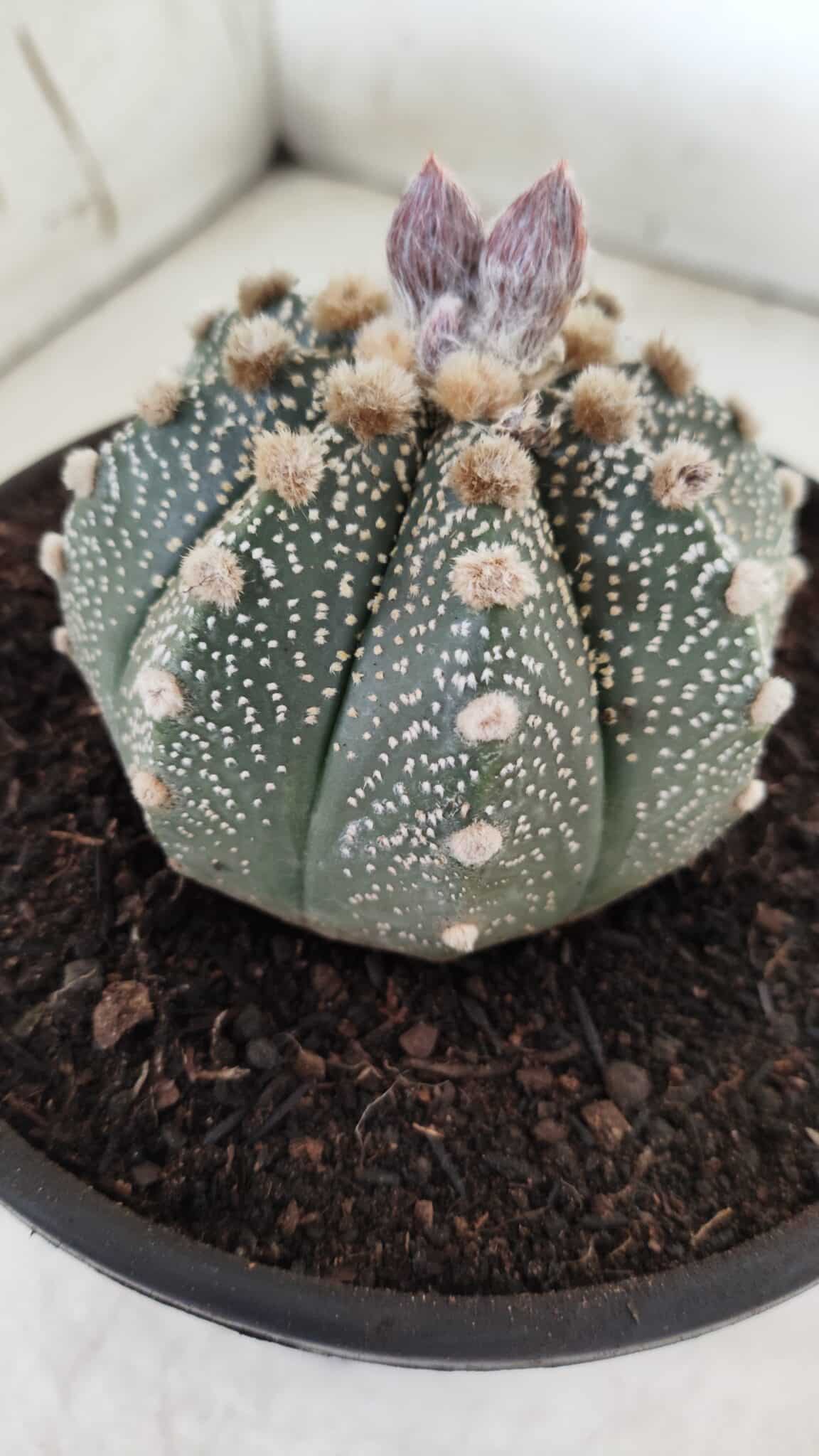 ASTROPHYTUM ASTERIAS Nº 380 – vaso 15