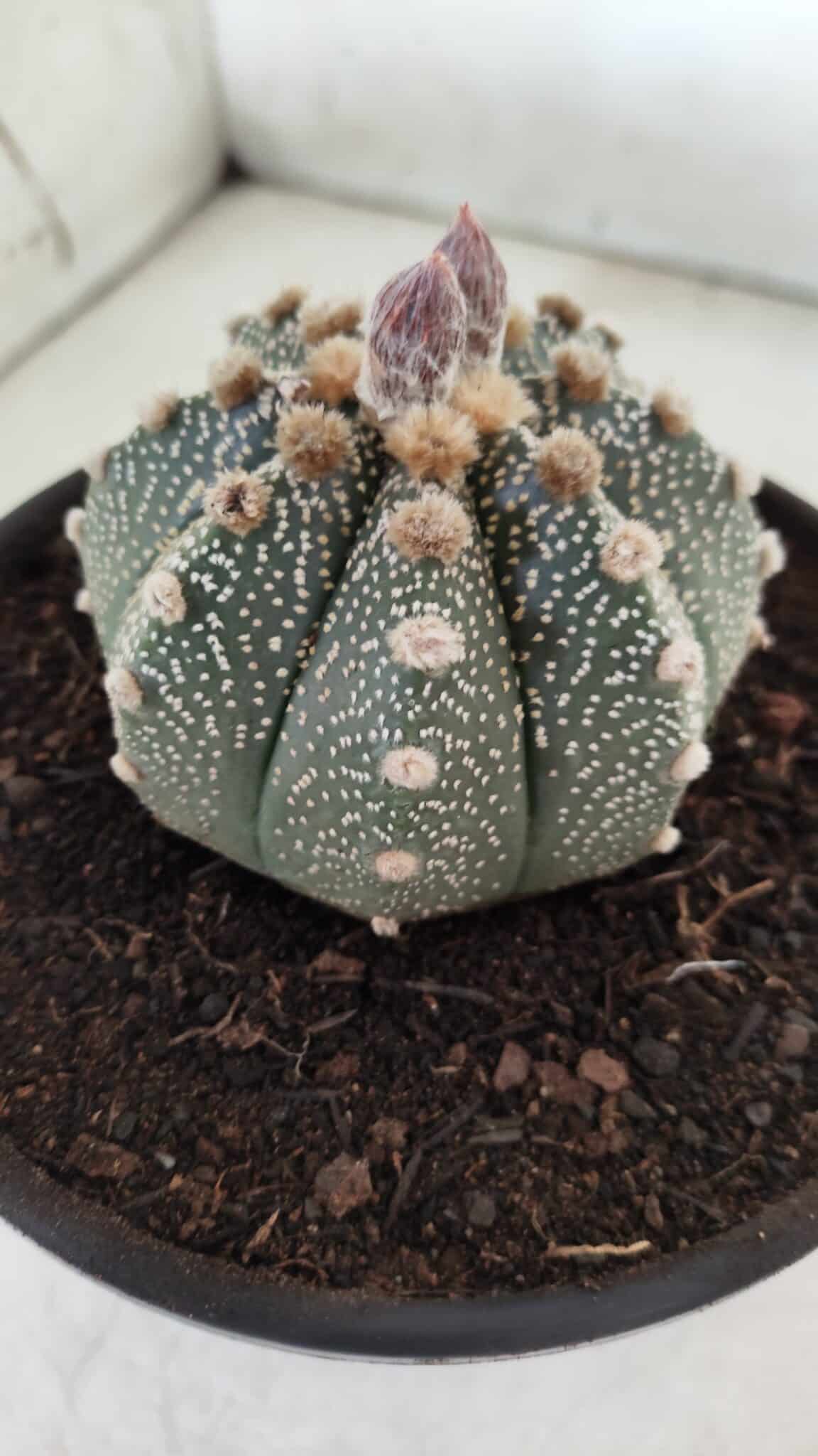 ASTROPHYTUM ASTERIAS Nº 380 – vaso 15