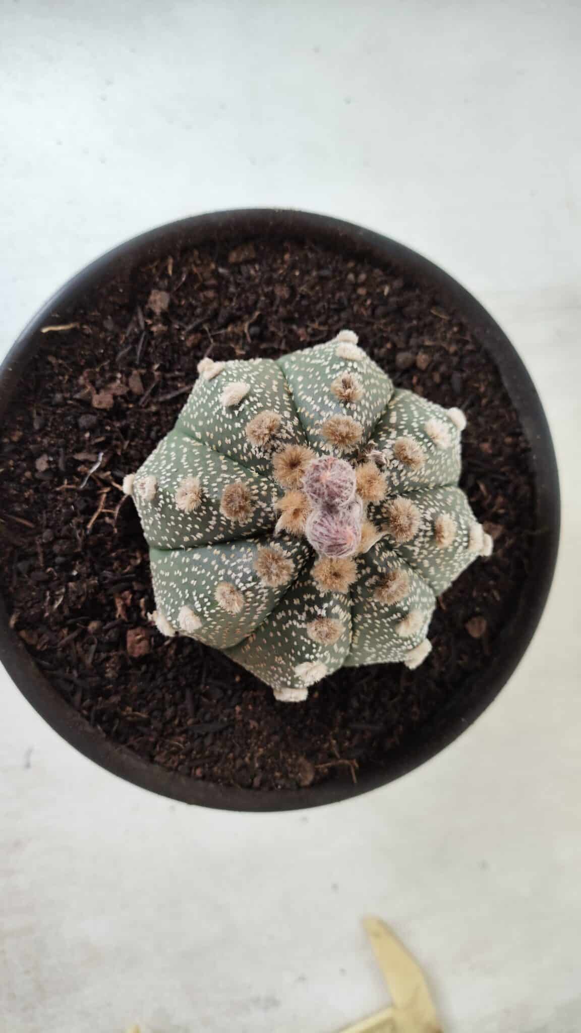 ASTROPHYTUM ASTERIAS Nº 380 – vaso 15
