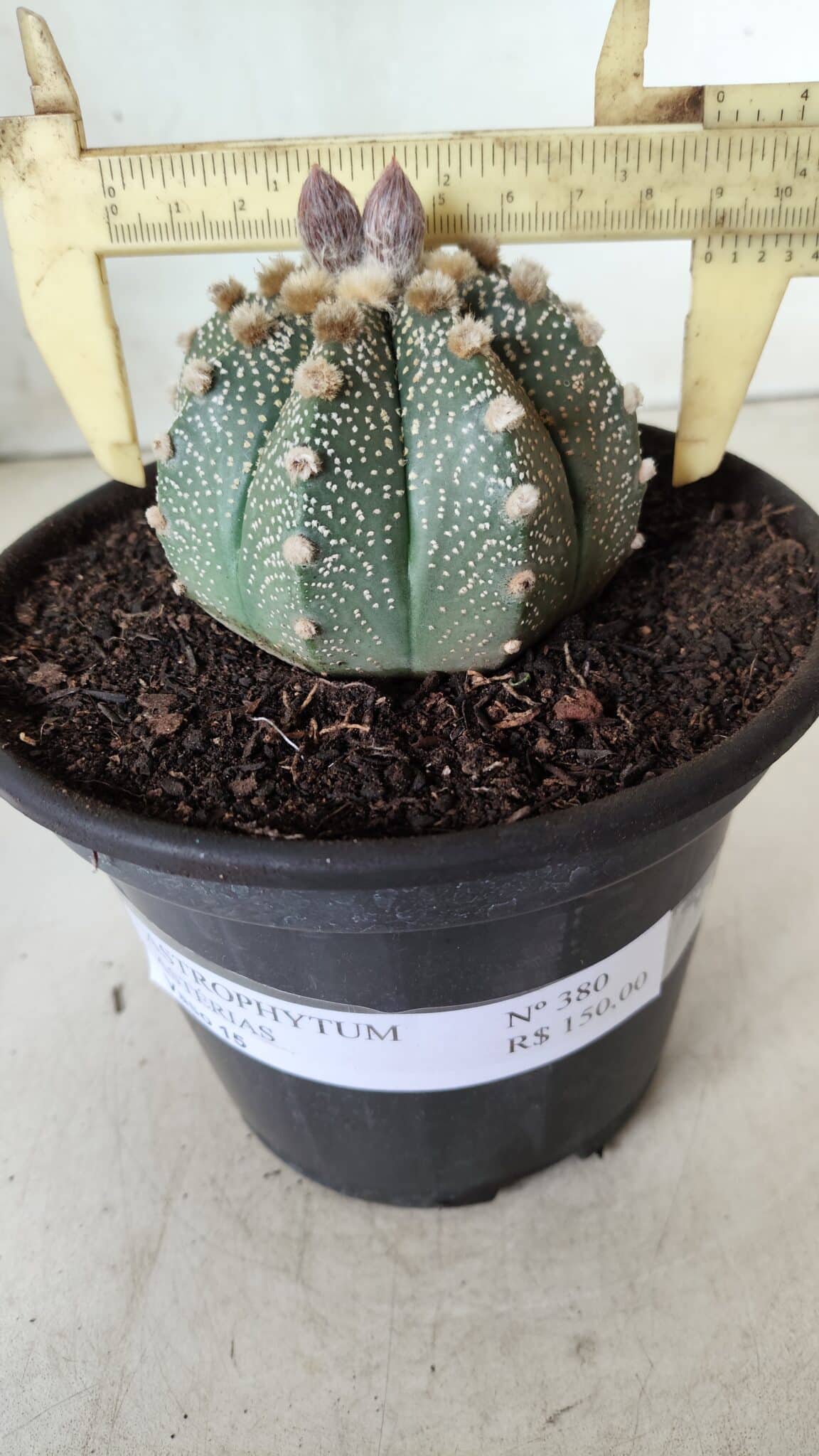 ASTROPHYTUM ASTERIAS Nº 380 – vaso 15