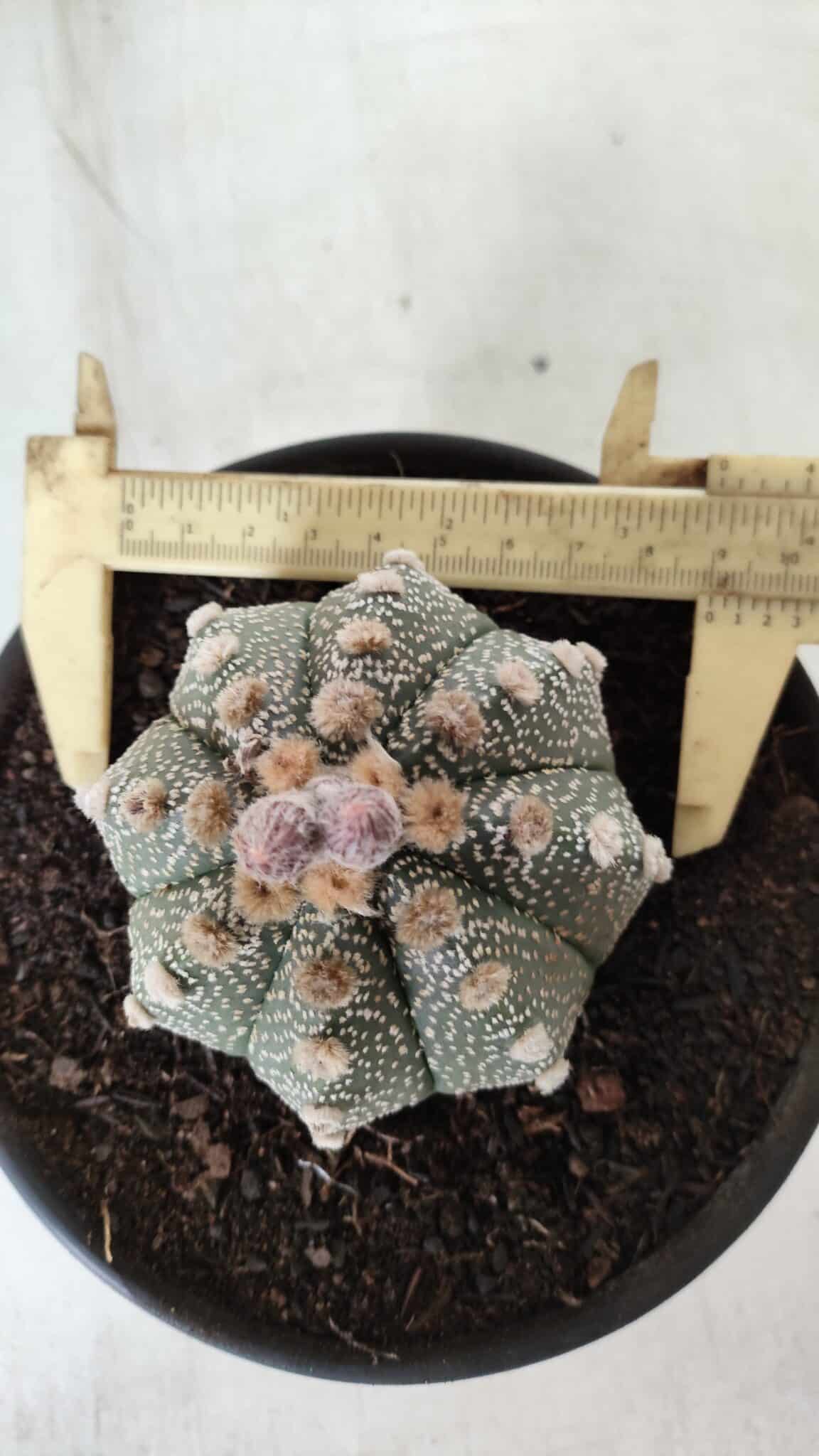 ASTROPHYTUM ASTERIAS Nº 380 – vaso 15