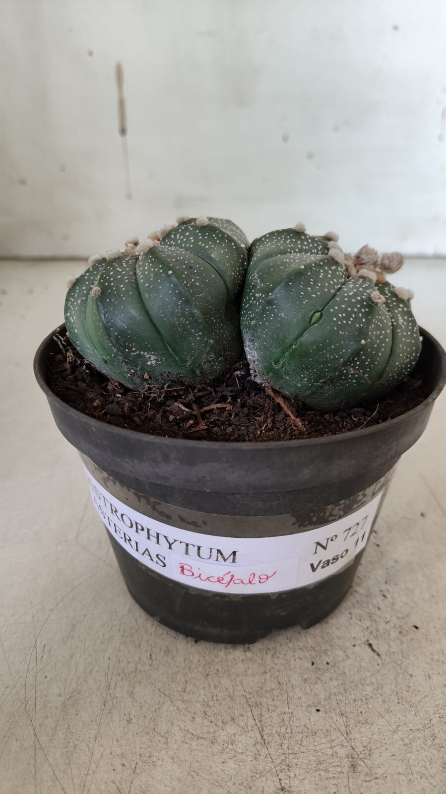ASTROPHYTUM MYRIOSTIGMA "BICÉFALO" Nº 727 – vaso 11