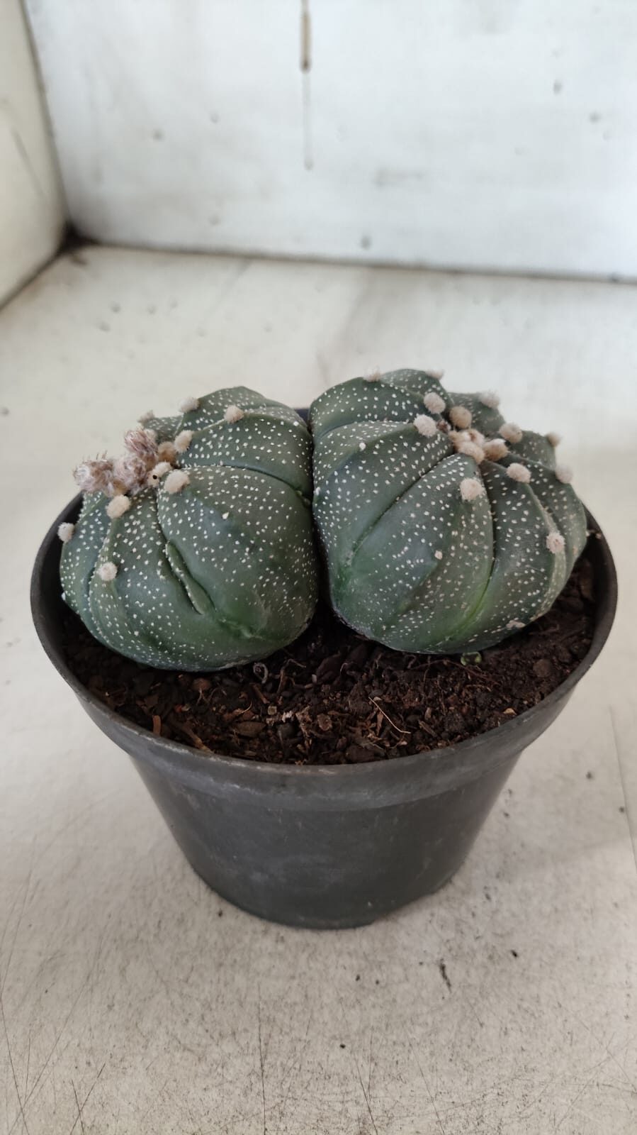 ASTROPHYTUM MYRIOSTIGMA "BICÉFALO" Nº 727 – vaso 11