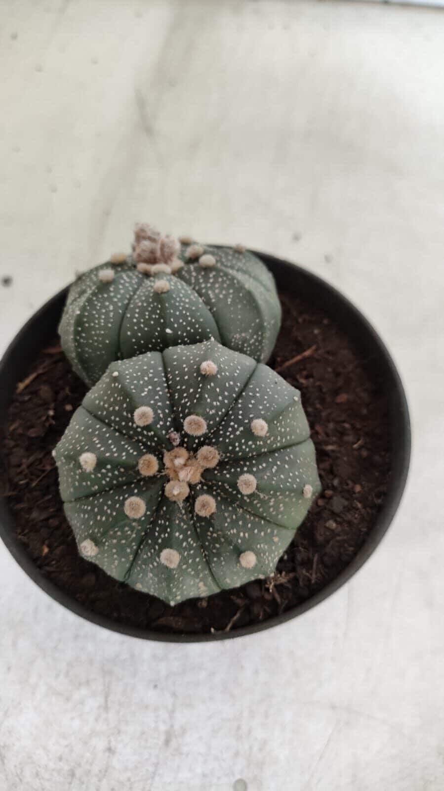 ASTROPHYTUM MYRIOSTIGMA "BICÉFALO" Nº 727 – vaso 11