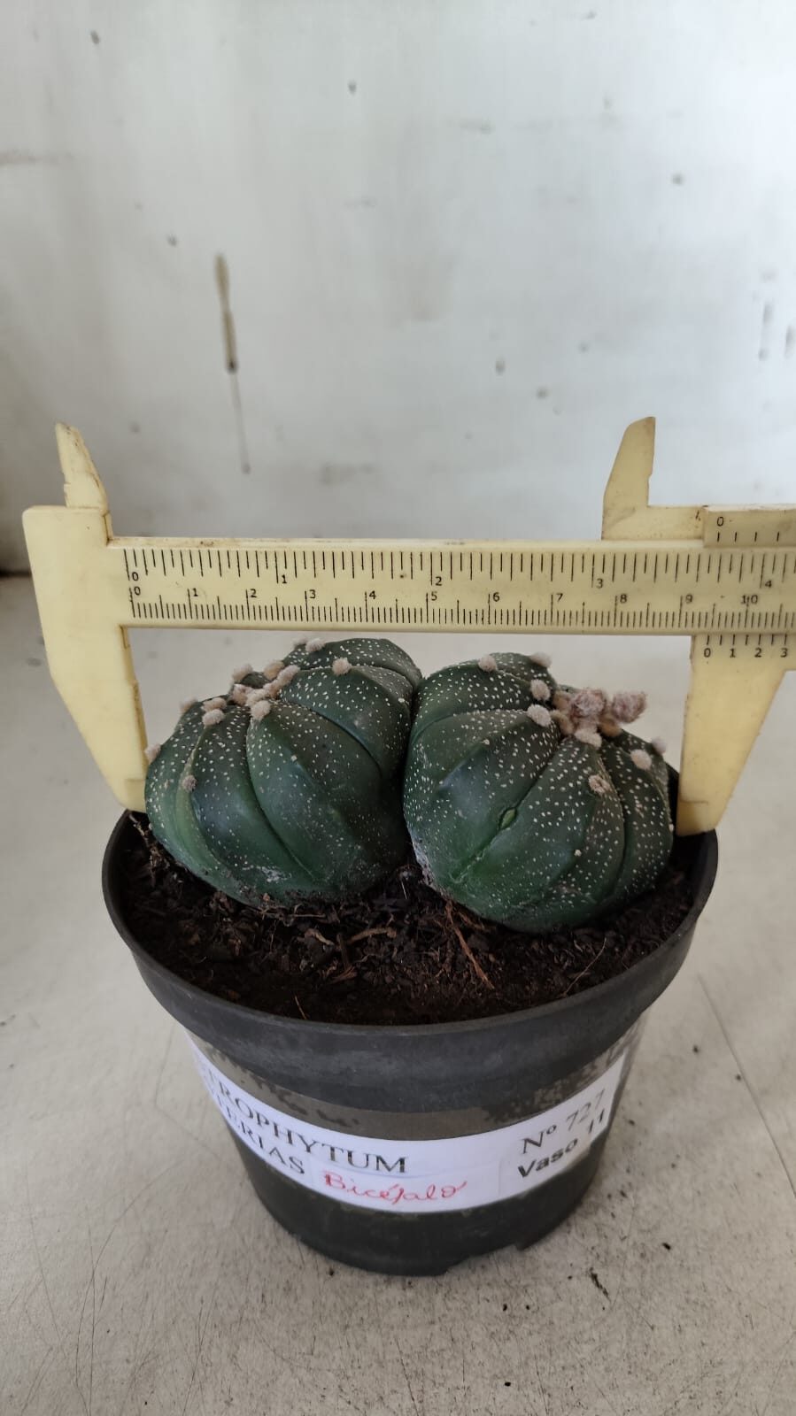 ASTROPHYTUM MYRIOSTIGMA "BICÉFALO" Nº 727 – vaso 11