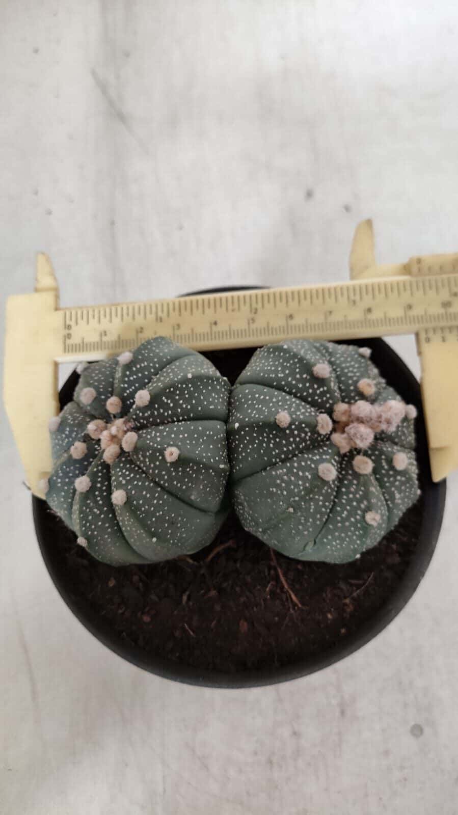 ASTROPHYTUM MYRIOSTIGMA "BICÉFALO" Nº 727 – vaso 11