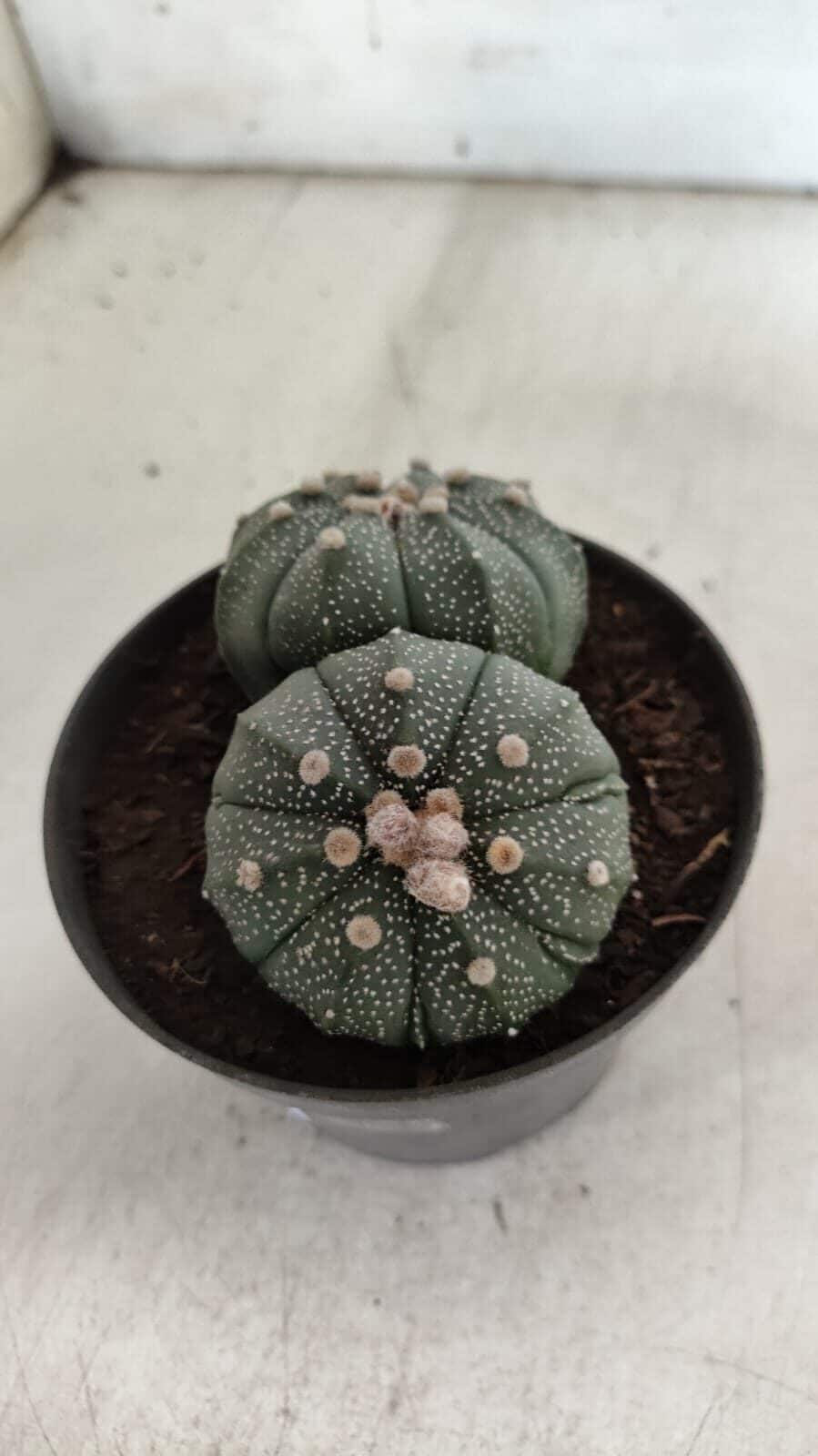 ASTROPHYTUM MYRIOSTIGMA "BICÉFALO" Nº 727 – vaso 11