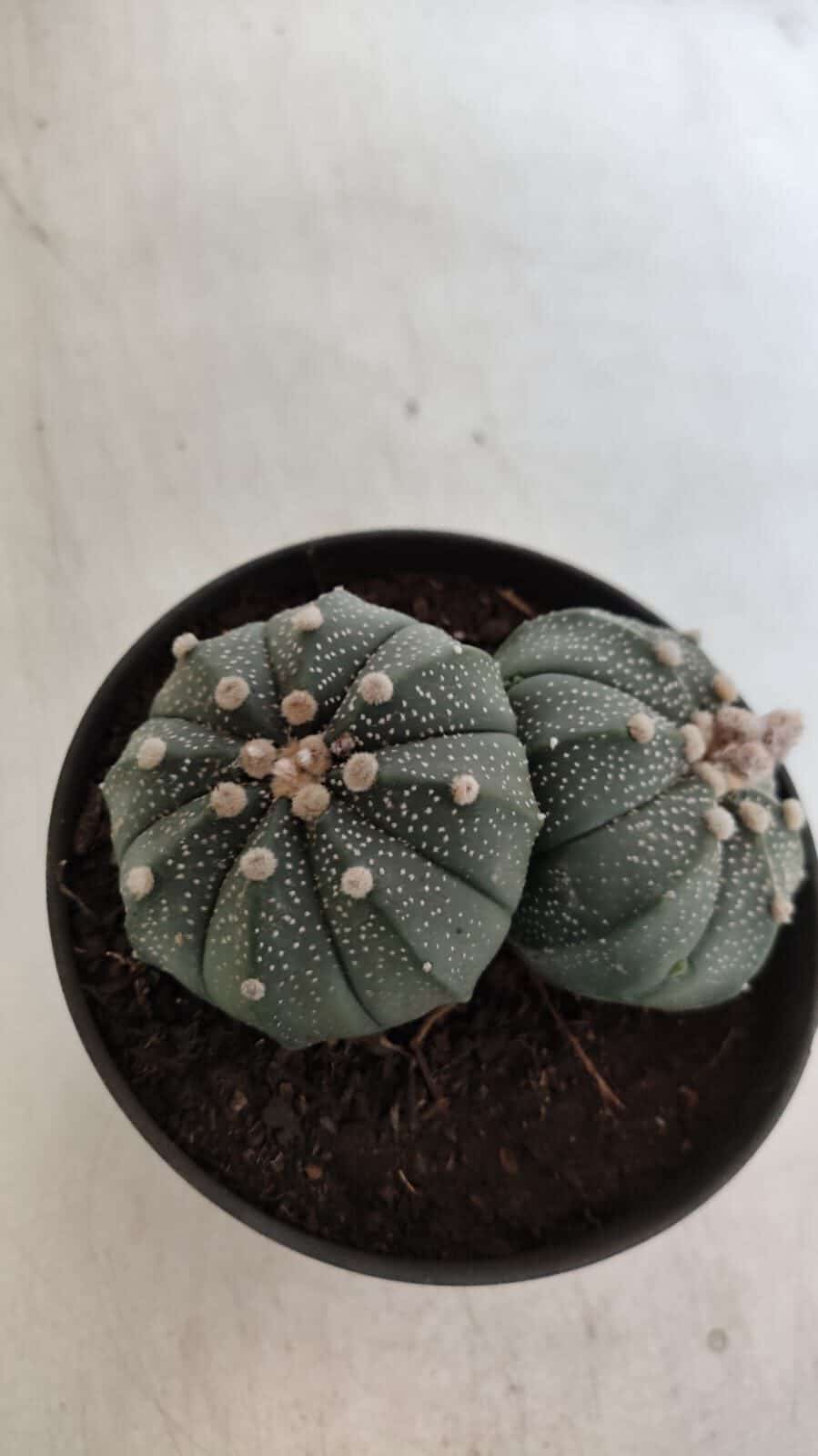 ASTROPHYTUM MYRIOSTIGMA "BICÉFALO" Nº 727 – vaso 11