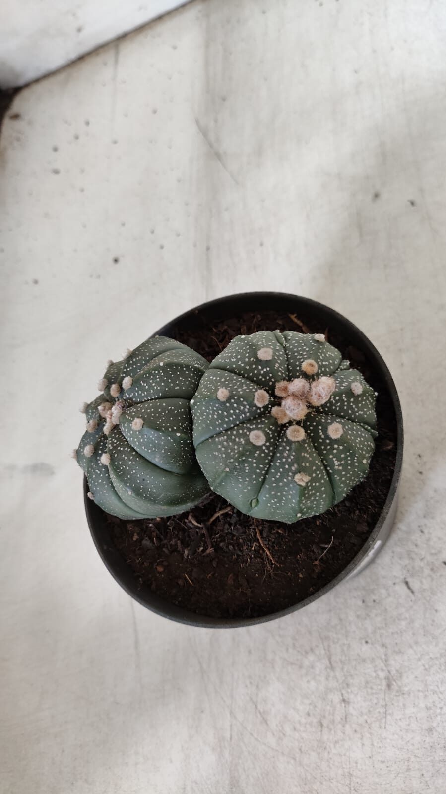 ASTROPHYTUM MYRIOSTIGMA "BICÉFALO" Nº 727 – vaso 11