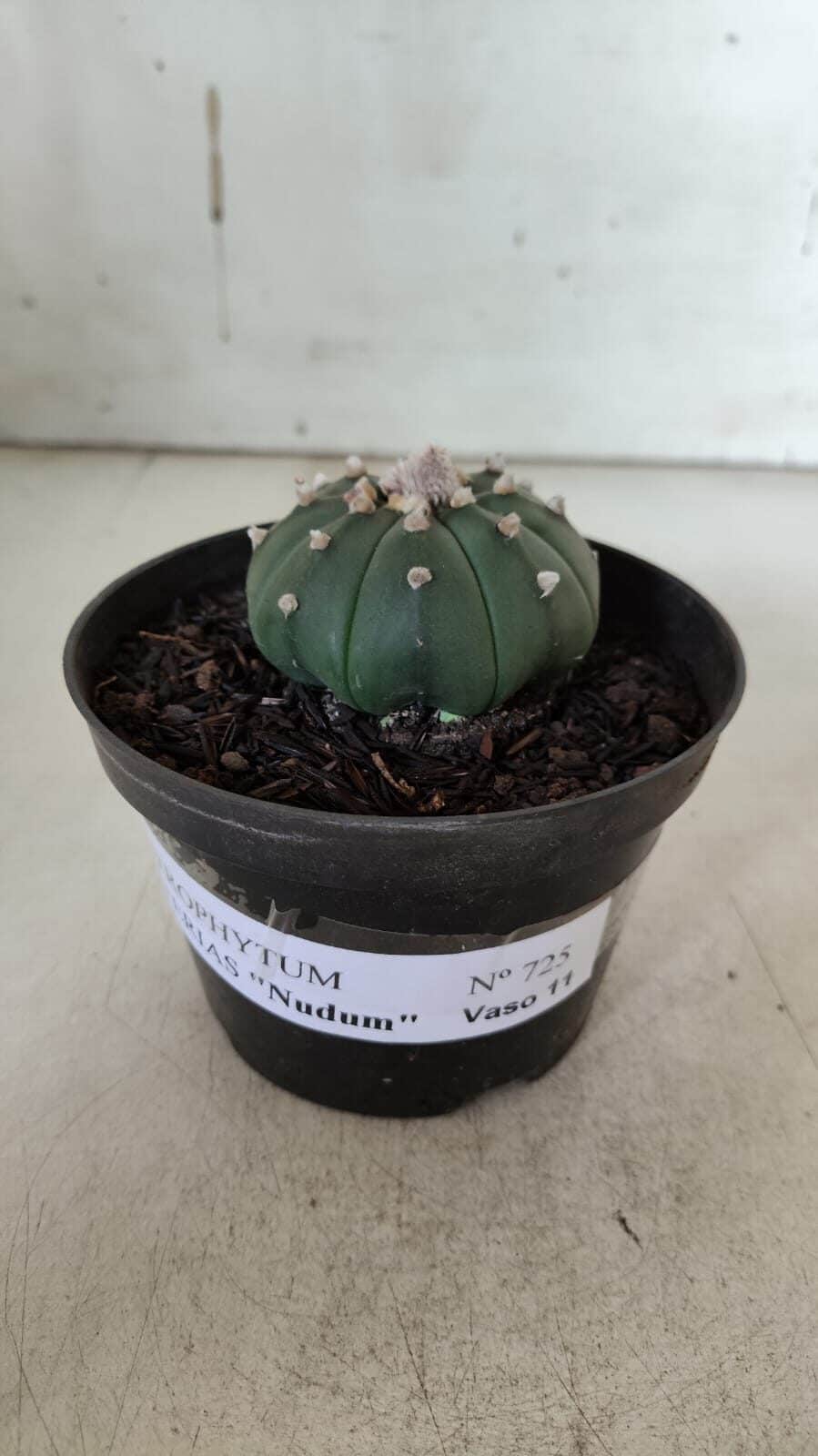 ASTROPHYTUM ASTERIAS "Nudum" Nº 725 – vaso 11