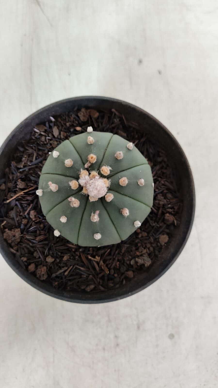 ASTROPHYTUM ASTERIAS "Nudum" Nº 725 – vaso 11