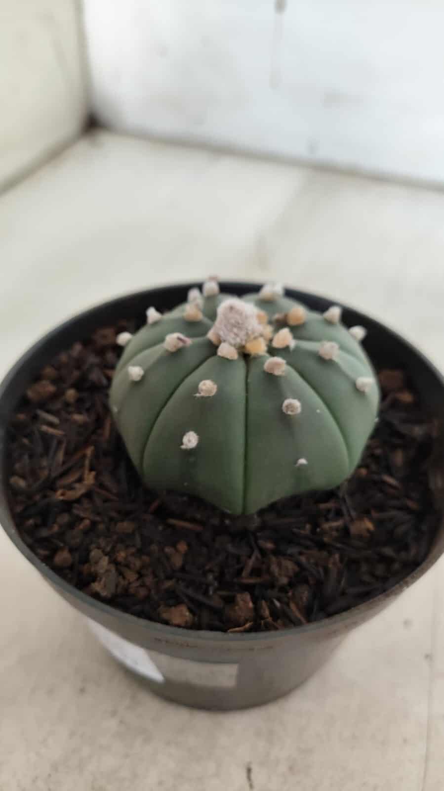 ASTROPHYTUM ASTERIAS "Nudum" Nº 725 – vaso 11