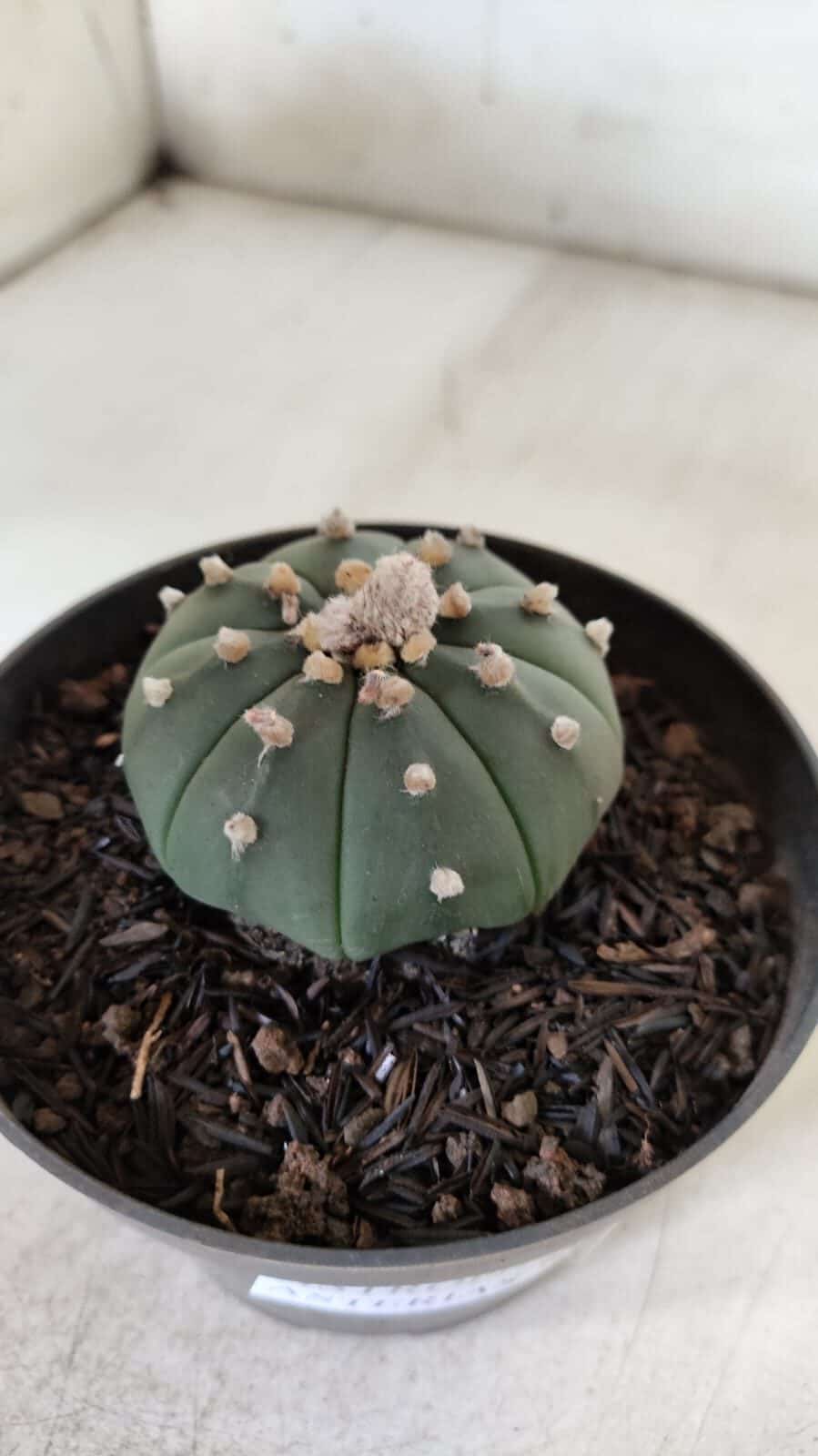 ASTROPHYTUM ASTERIAS "Nudum" Nº 725 – vaso 11