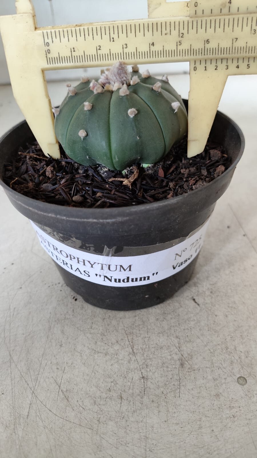 ASTROPHYTUM ASTERIAS "Nudum" Nº 725 – vaso 11