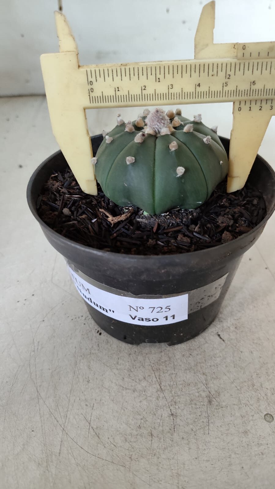 ASTROPHYTUM ASTERIAS "Nudum" Nº 725 – vaso 11