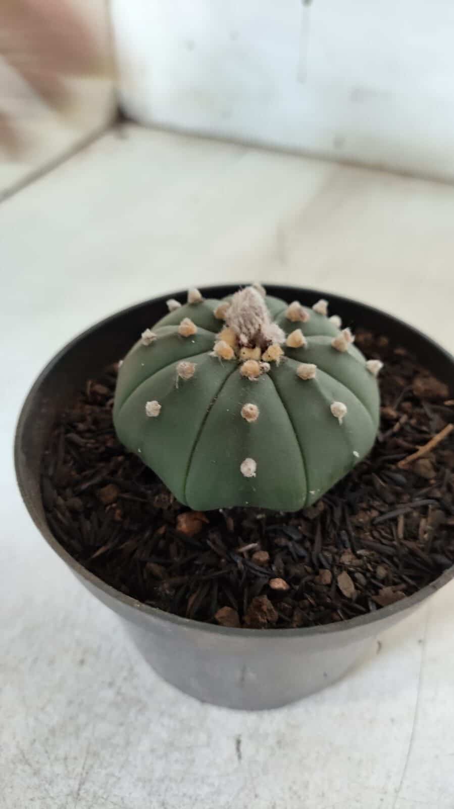 ASTROPHYTUM ASTERIAS "Nudum" Nº 725 – vaso 11