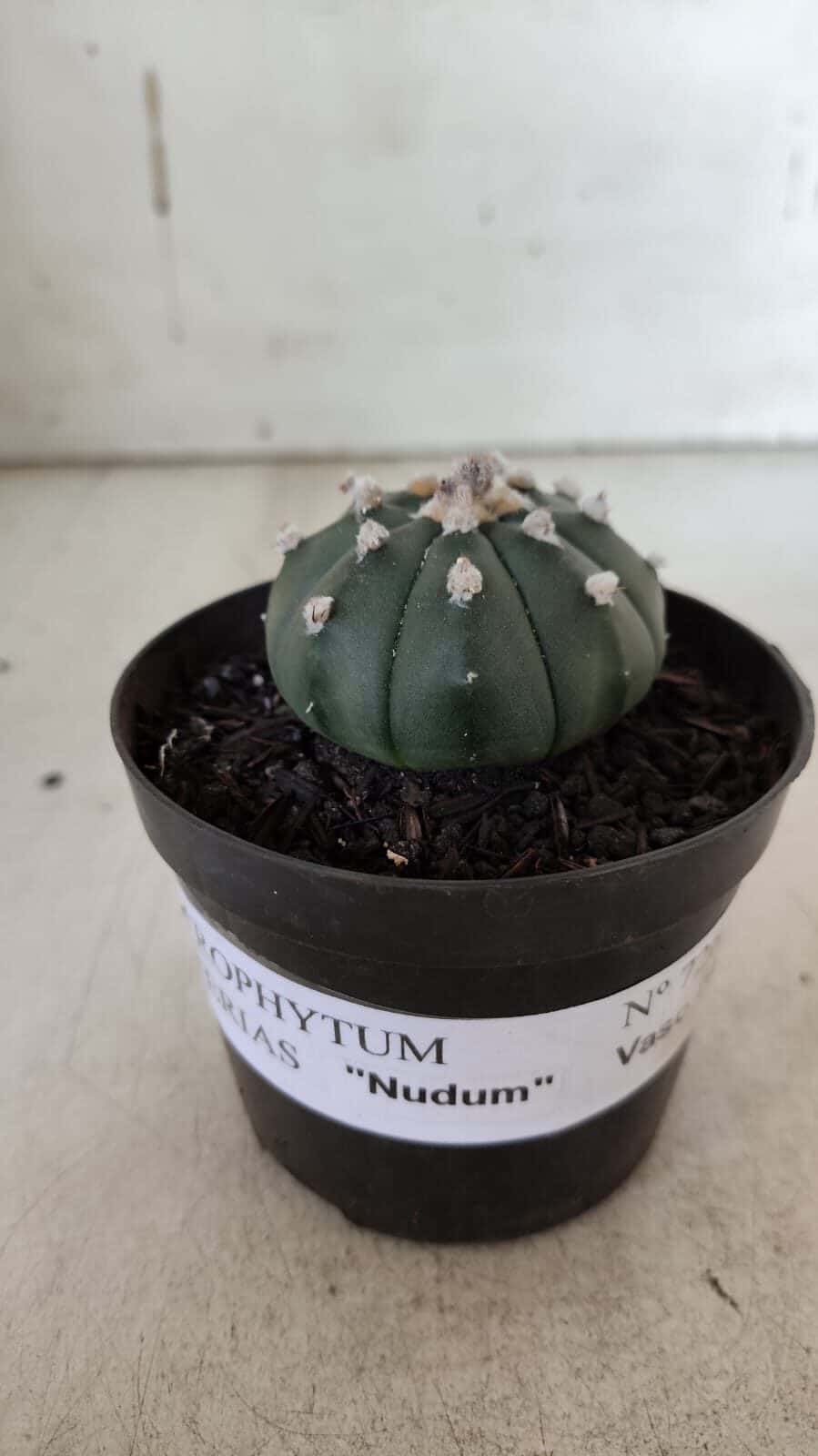 ASTROPHYTUM ASTERIAS "Nudum" Nº 726 – vaso 09