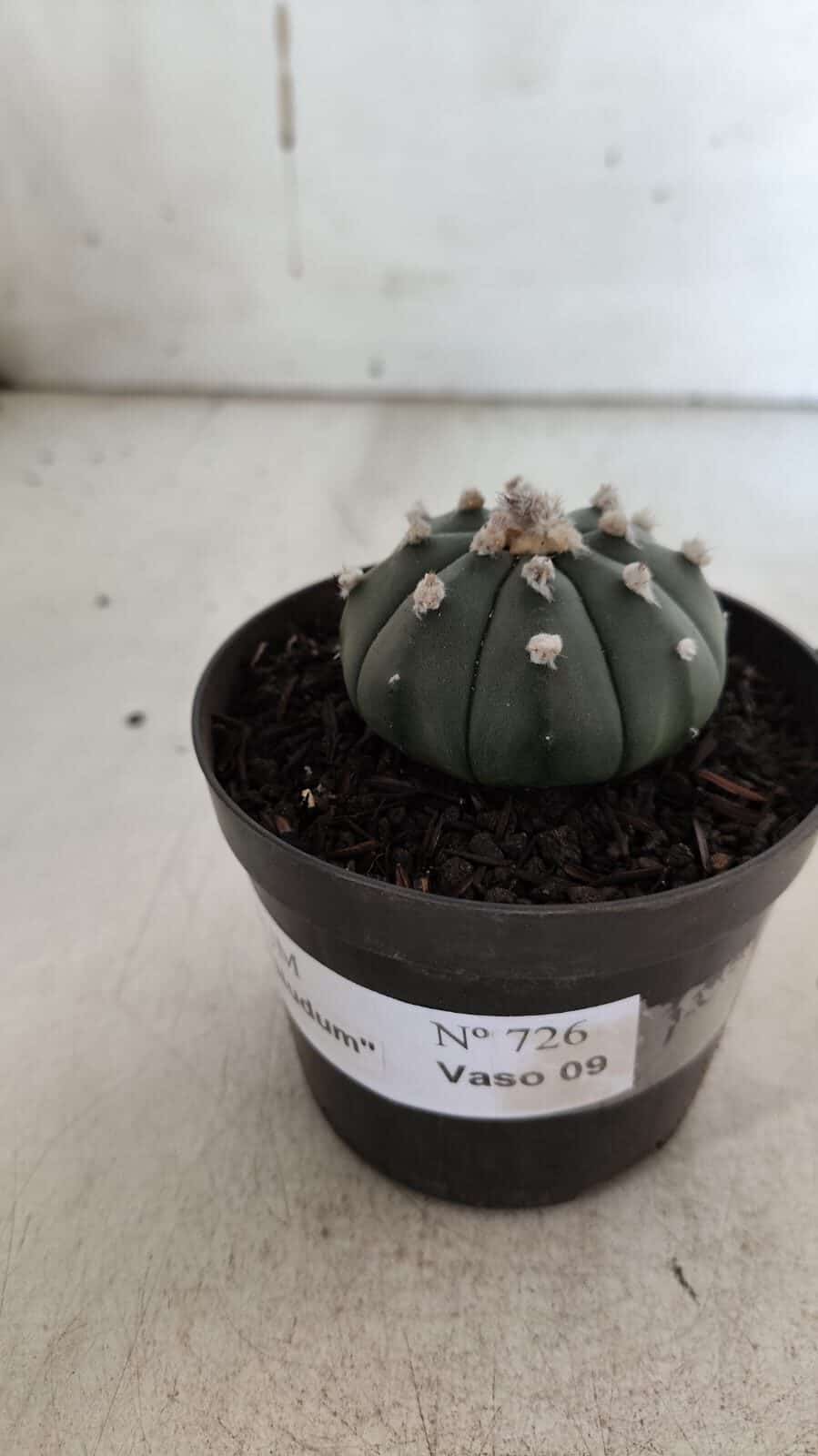 ASTROPHYTUM ASTERIAS "Nudum" Nº 726 – vaso 09