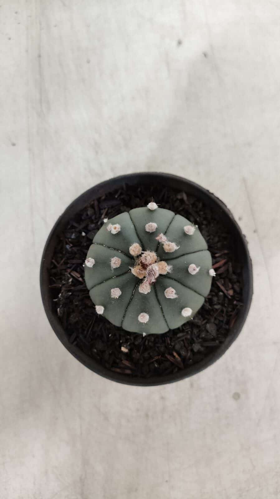 ASTROPHYTUM ASTERIAS "Nudum" Nº 726 – vaso 09