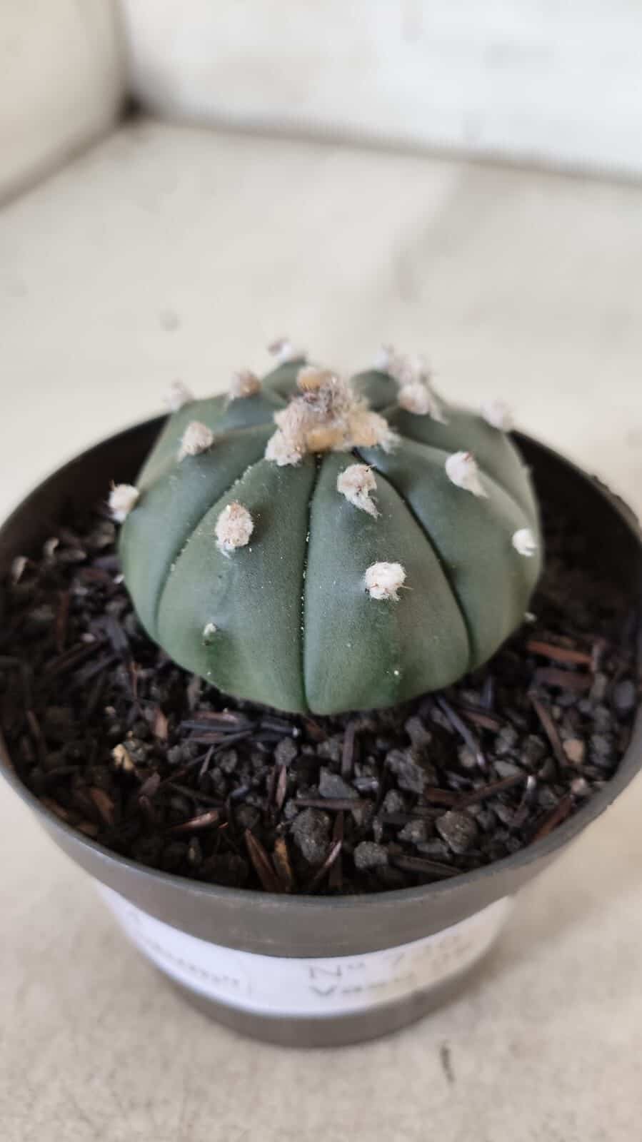 ASTROPHYTUM ASTERIAS "Nudum" Nº 726 – vaso 09