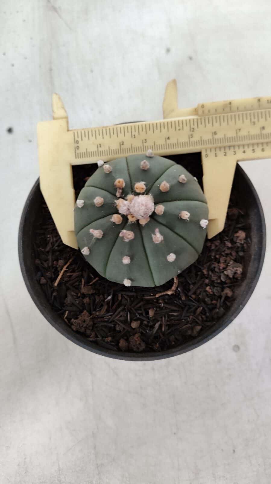 ASTROPHYTUM ASTERIAS "Nudum" Nº 726 – vaso 09