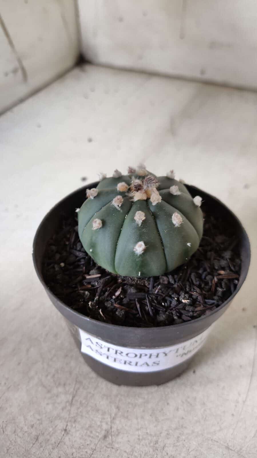 ASTROPHYTUM ASTERIAS "Nudum" Nº 726 – vaso 09