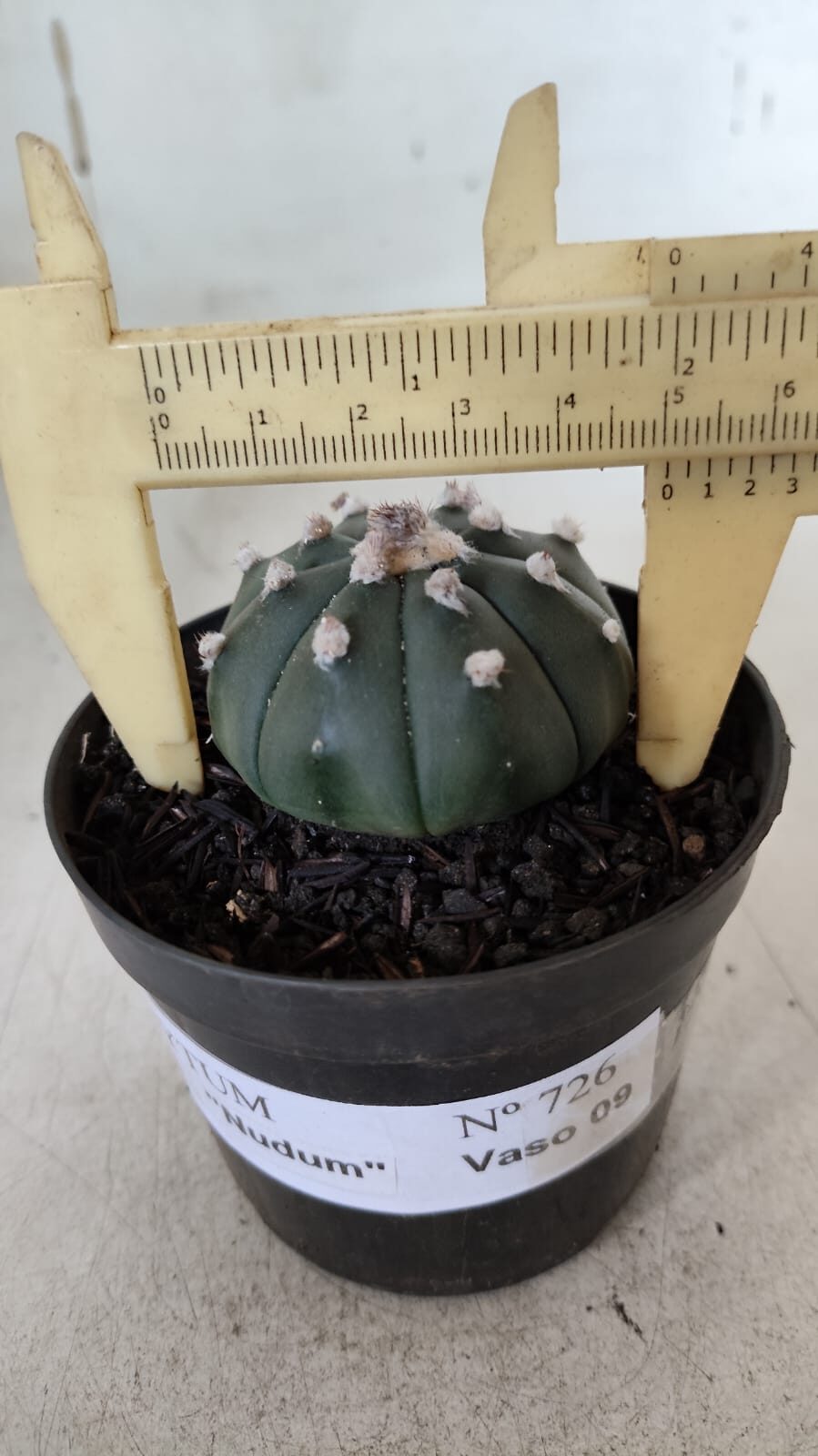 ASTROPHYTUM ASTERIAS "Nudum" Nº 726 – vaso 09