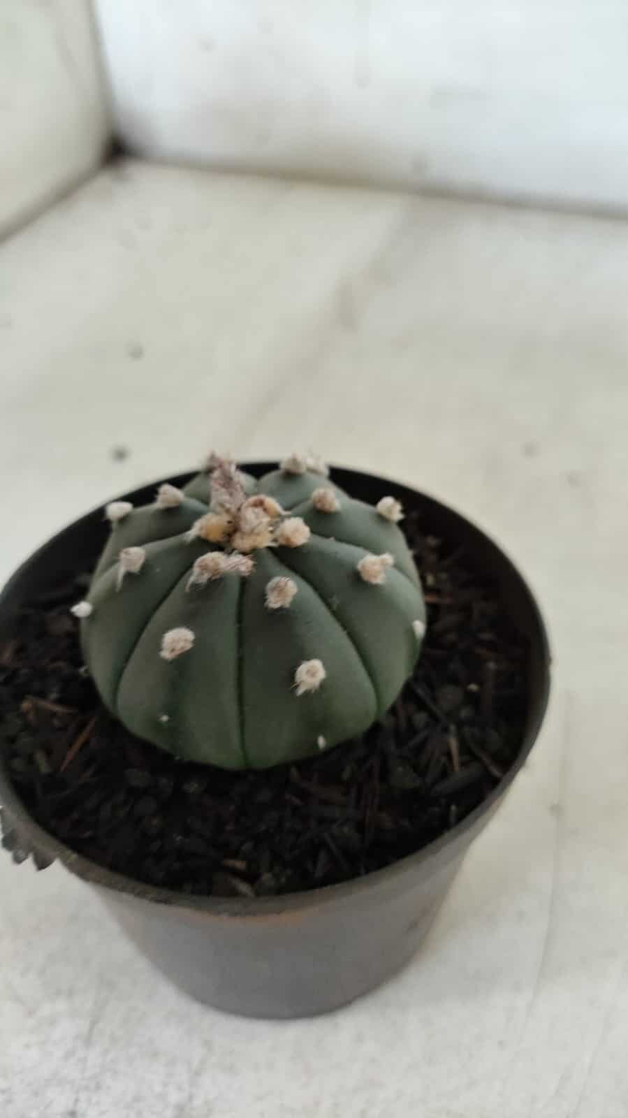ASTROPHYTUM ASTERIAS "Nudum" Nº 726 – vaso 09